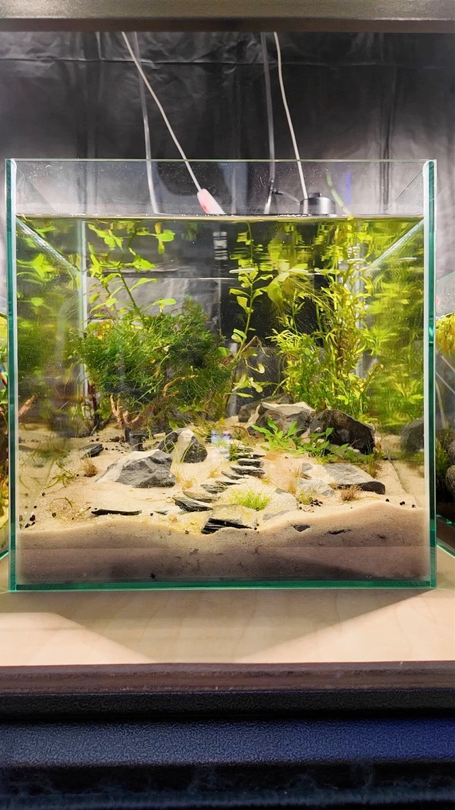 Nano Aquarium: The Steps
