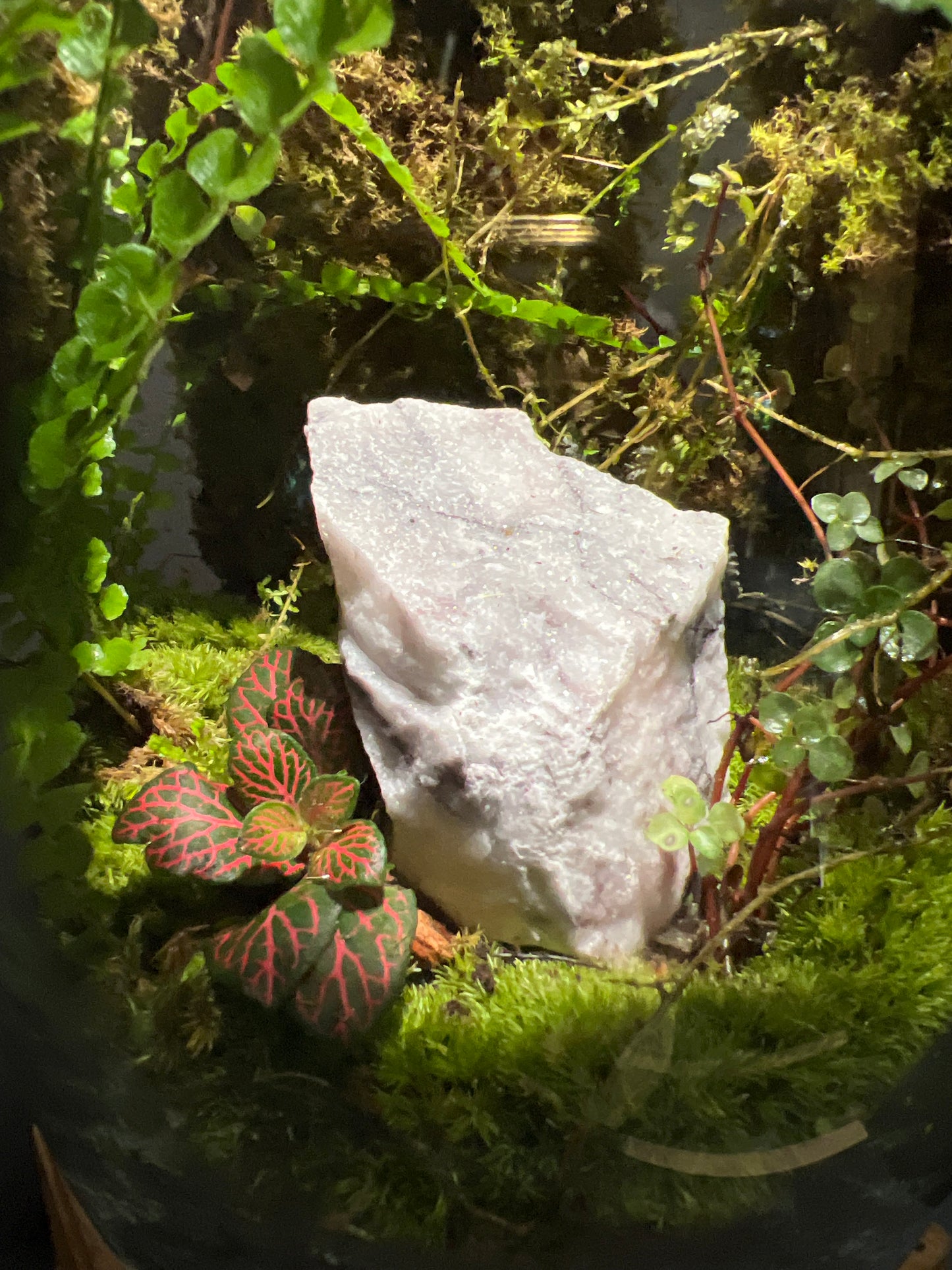 Terrarium #58