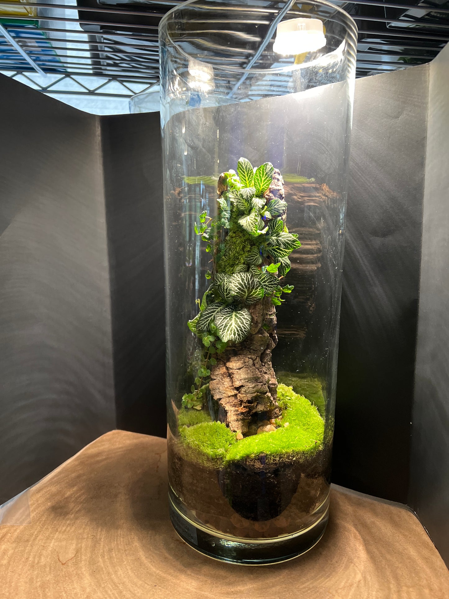 Terrarium #21