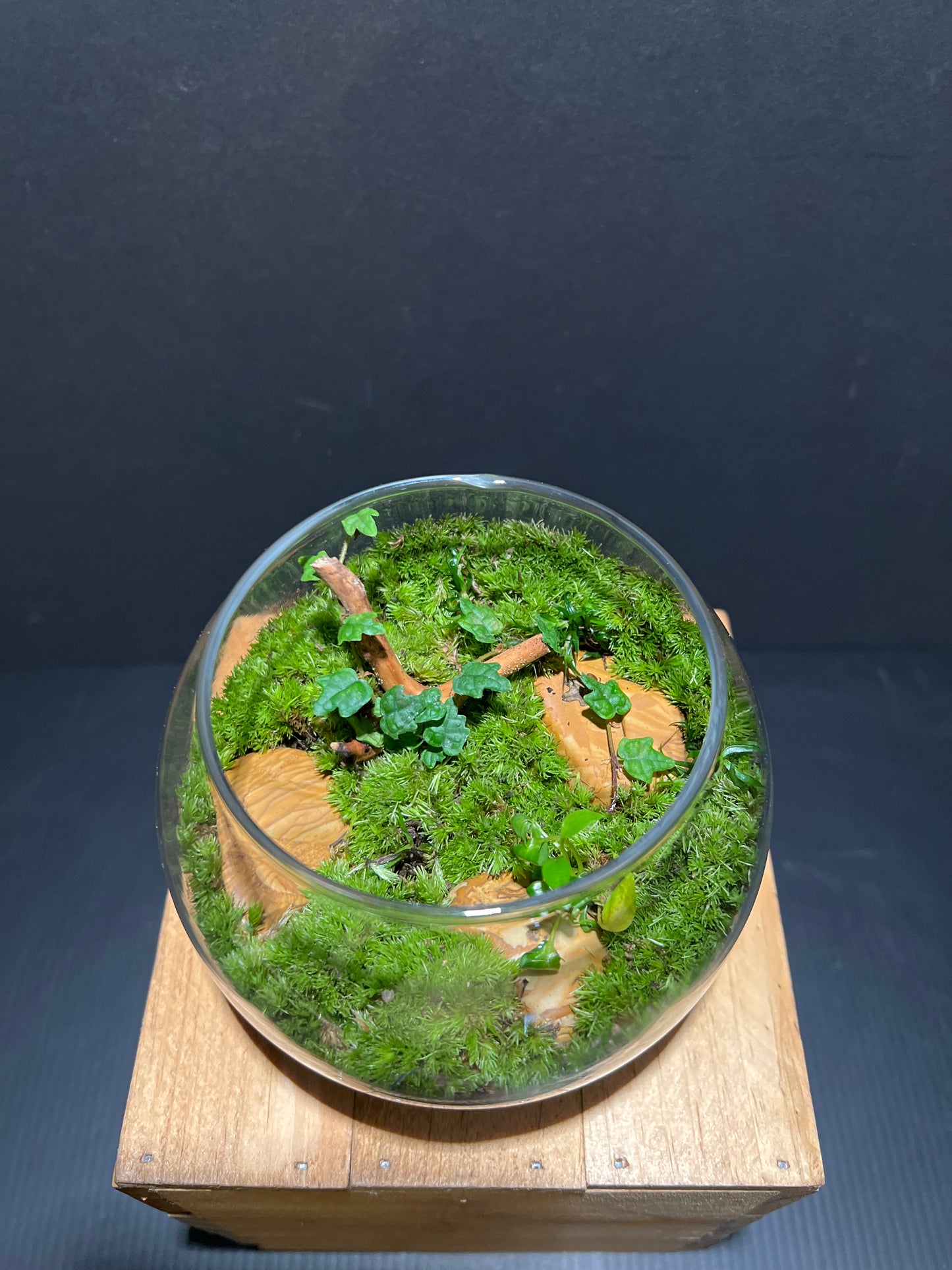 Terrarium #72