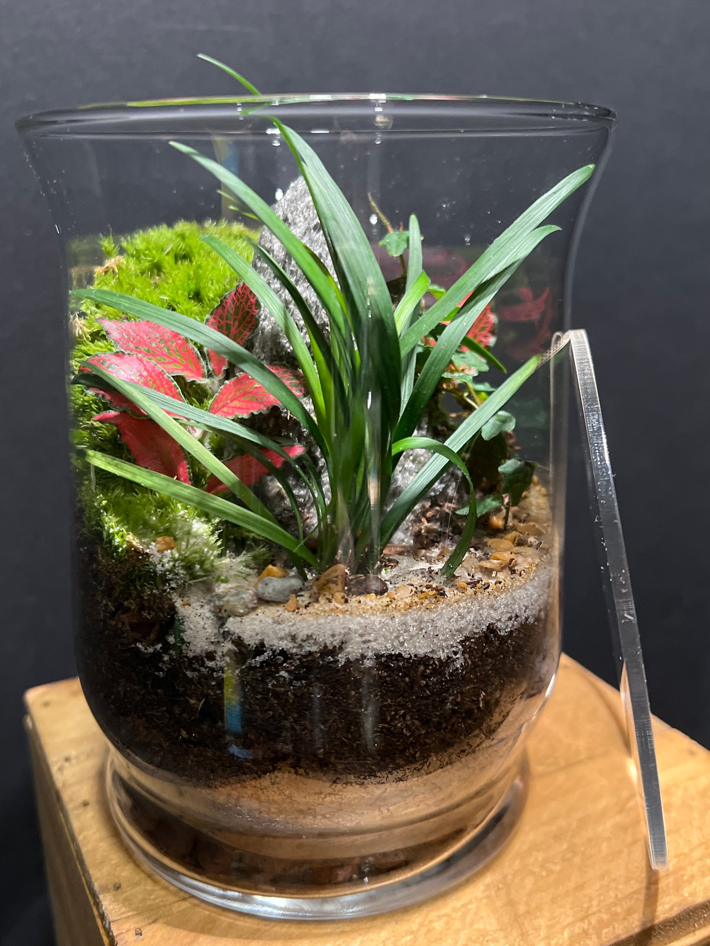 Terrarium #129