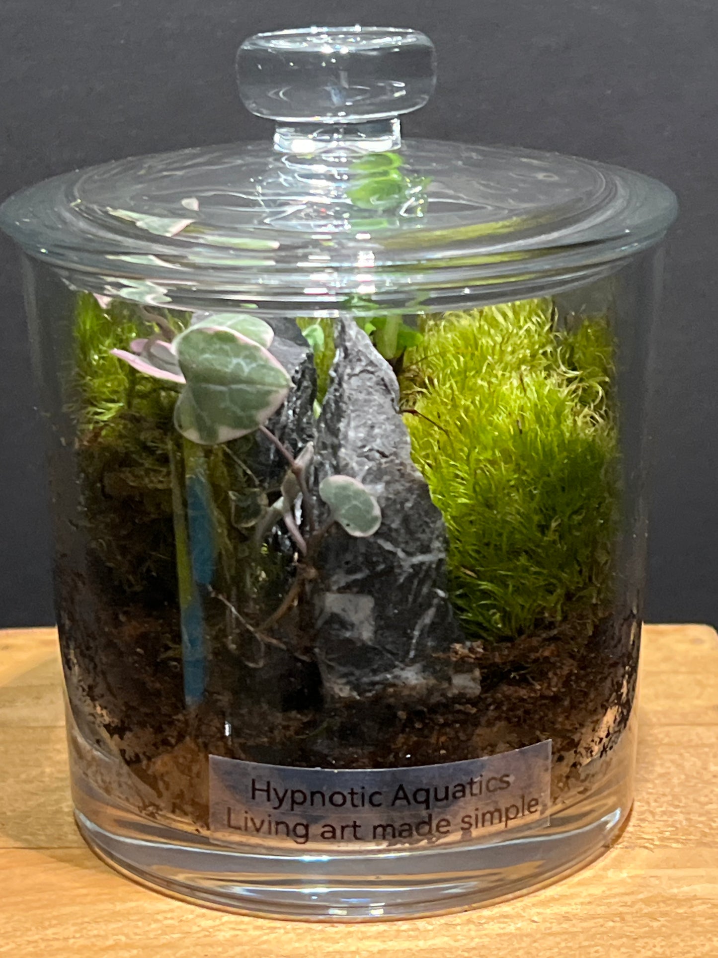 Terrarium #133