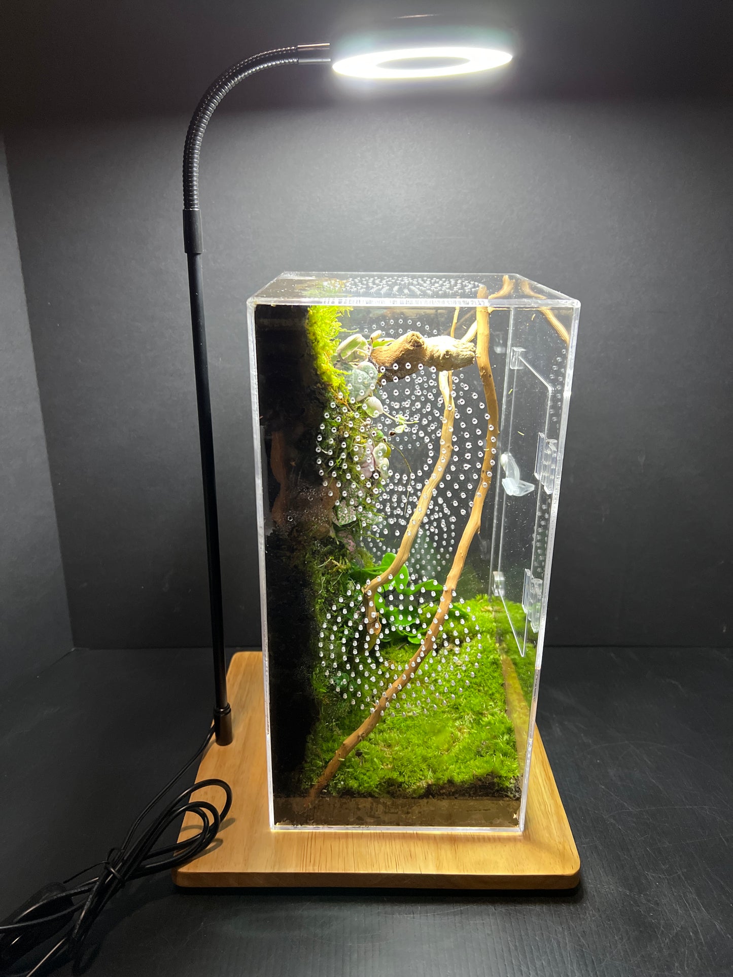 Terrarium 209 Habitat