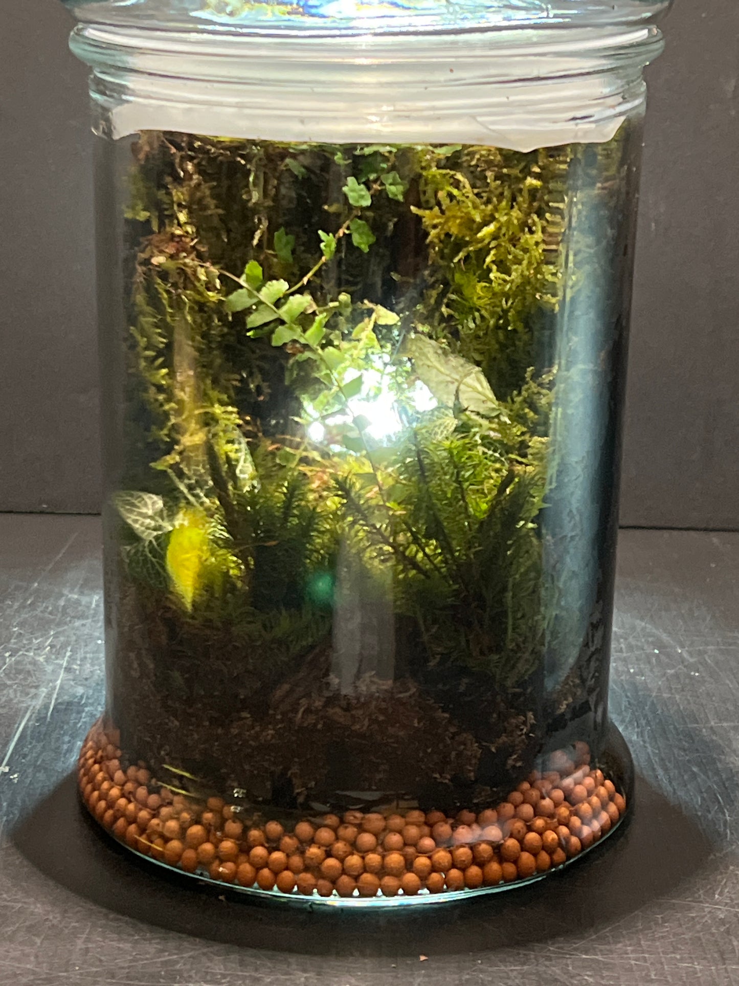 Terrarium #165