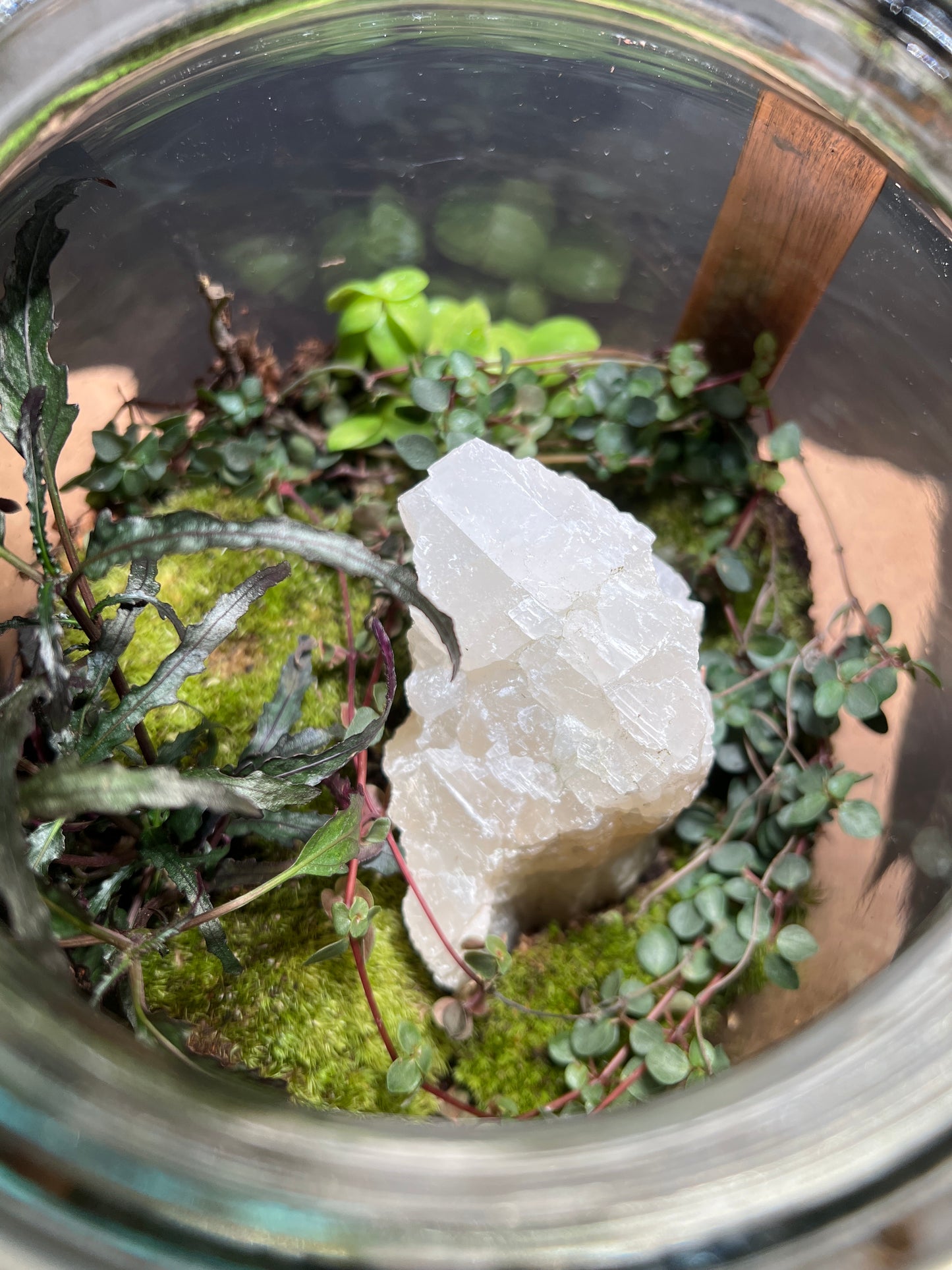 Terrarium 387