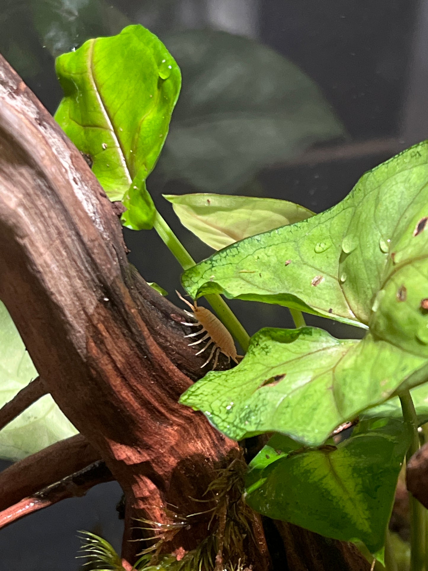 Terrarium #29