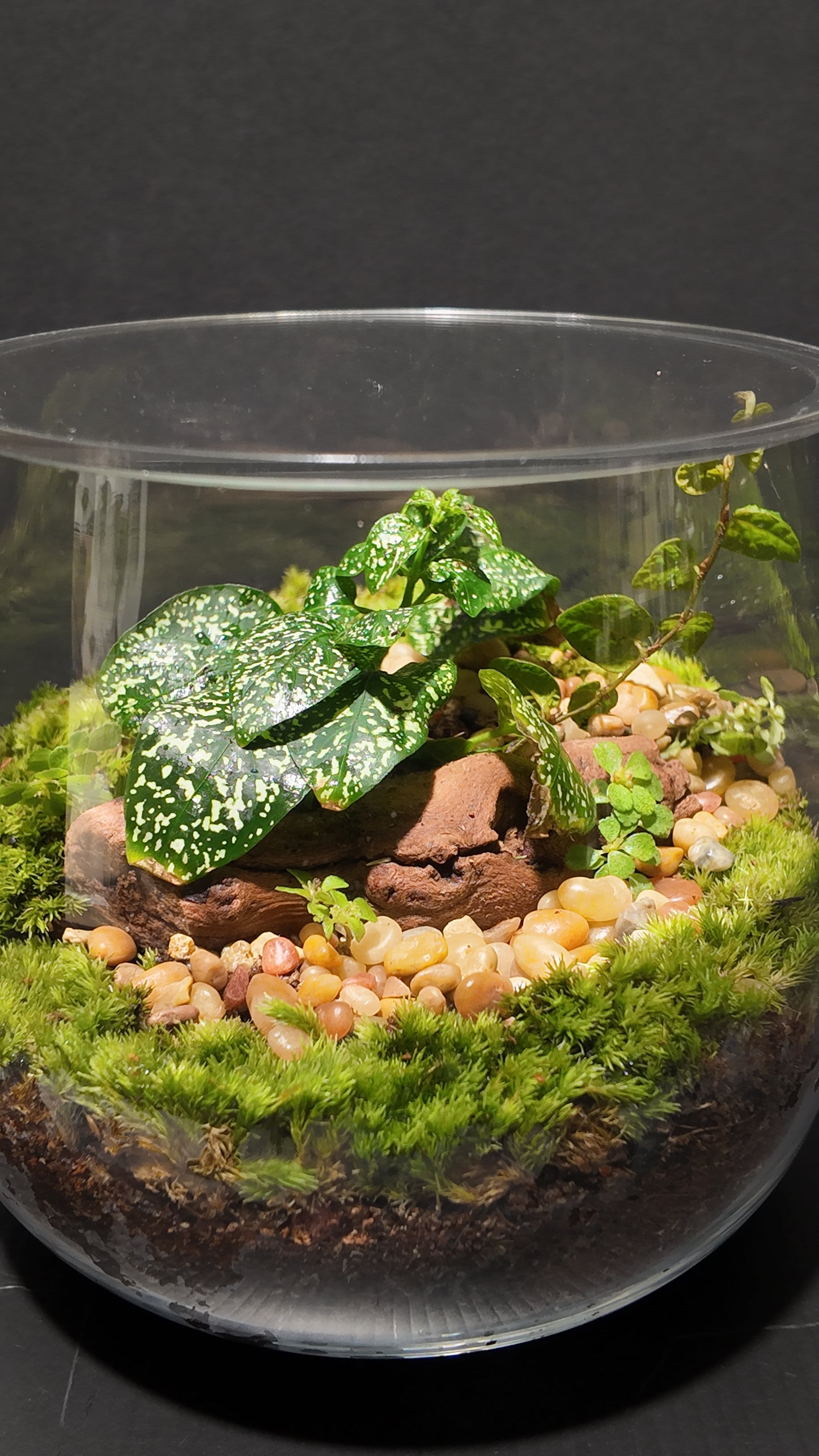 Terrarium #34