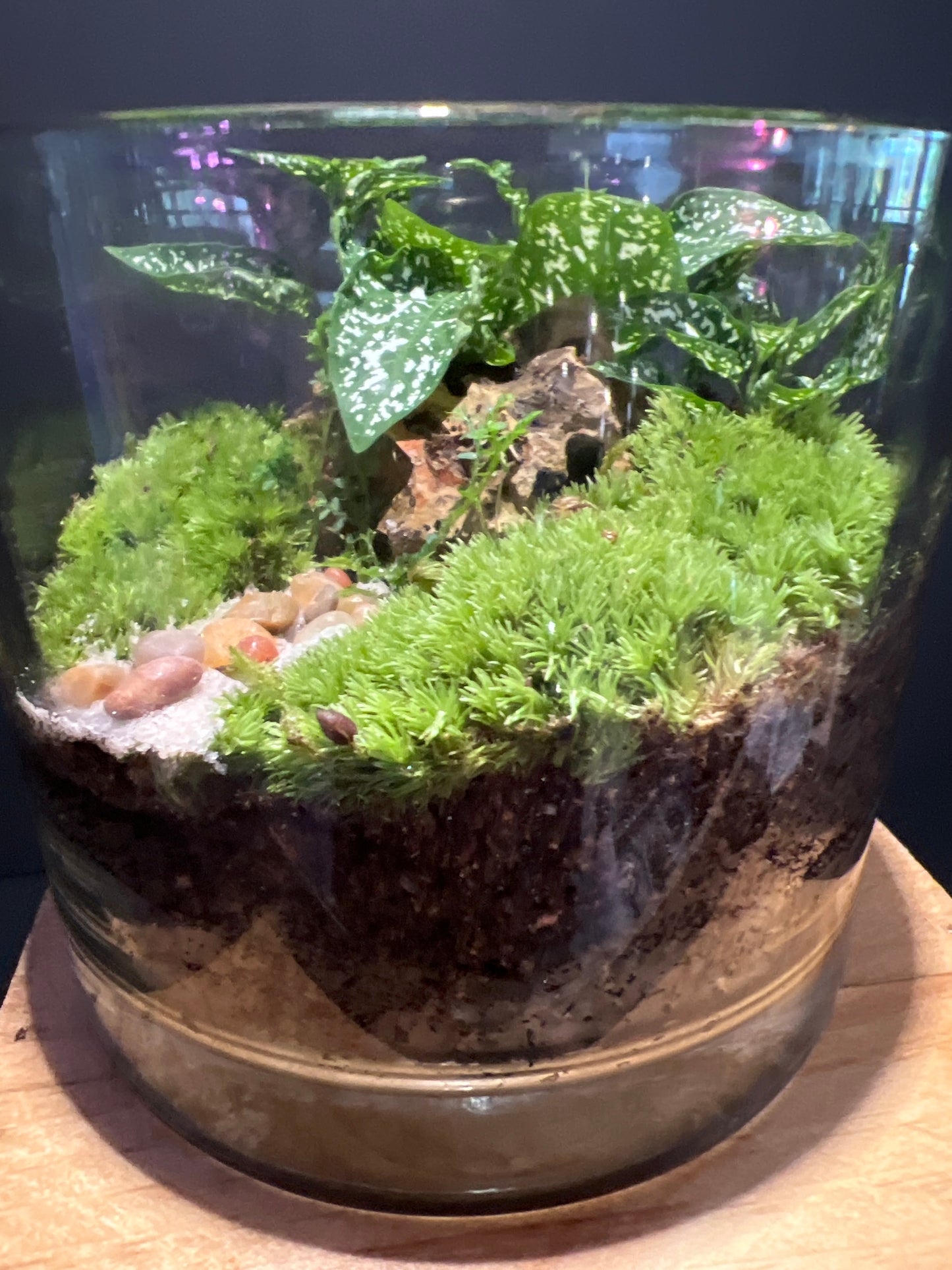 Terrarium #35