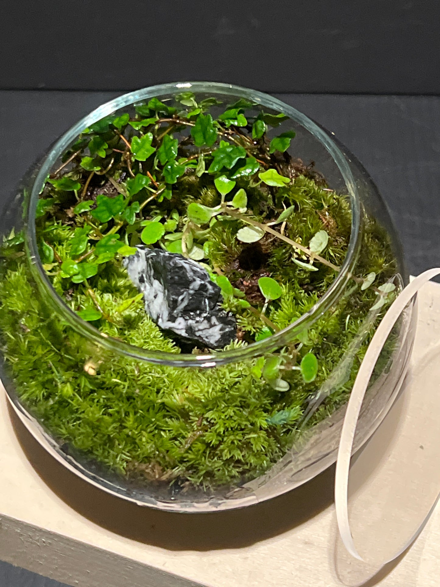 Terrarium 247