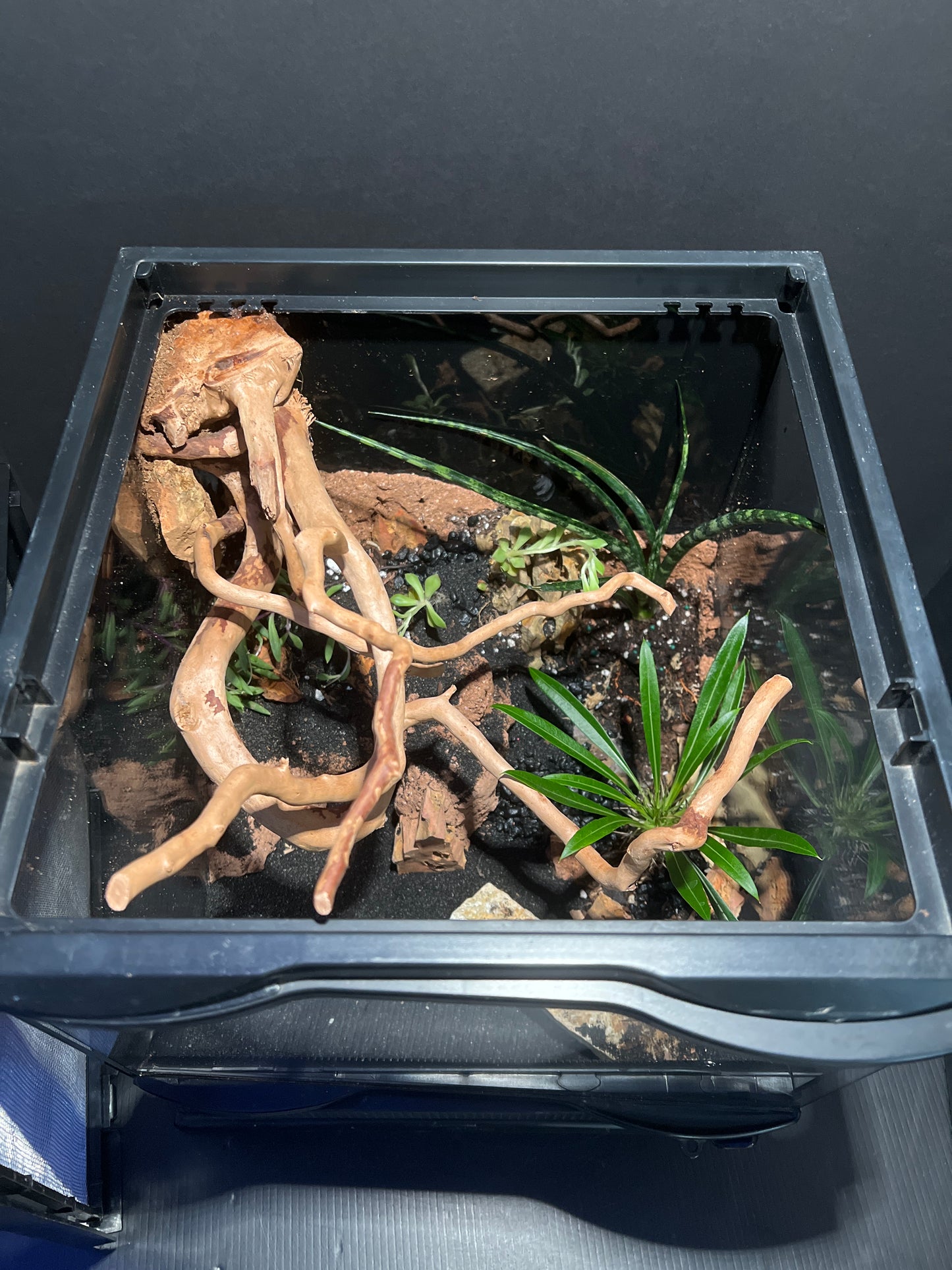 Terrarium 362 Habitat