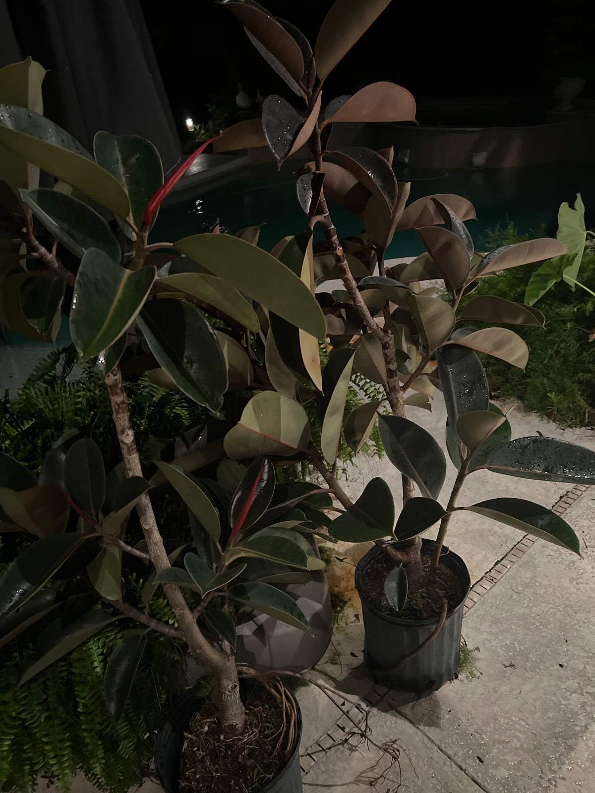 Live Plants: Ficus Burgundy Rubber Tree