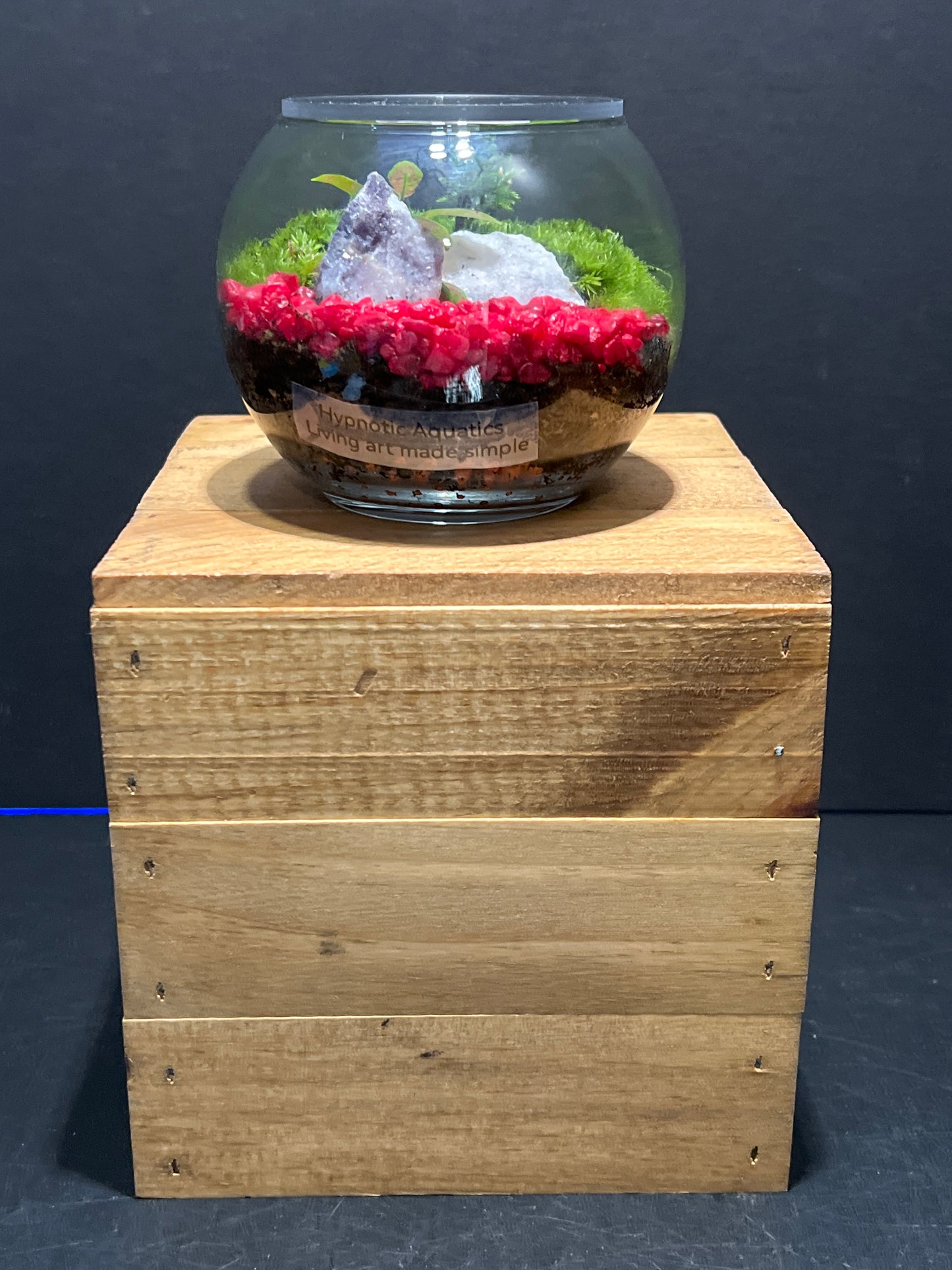 Terrarium #121