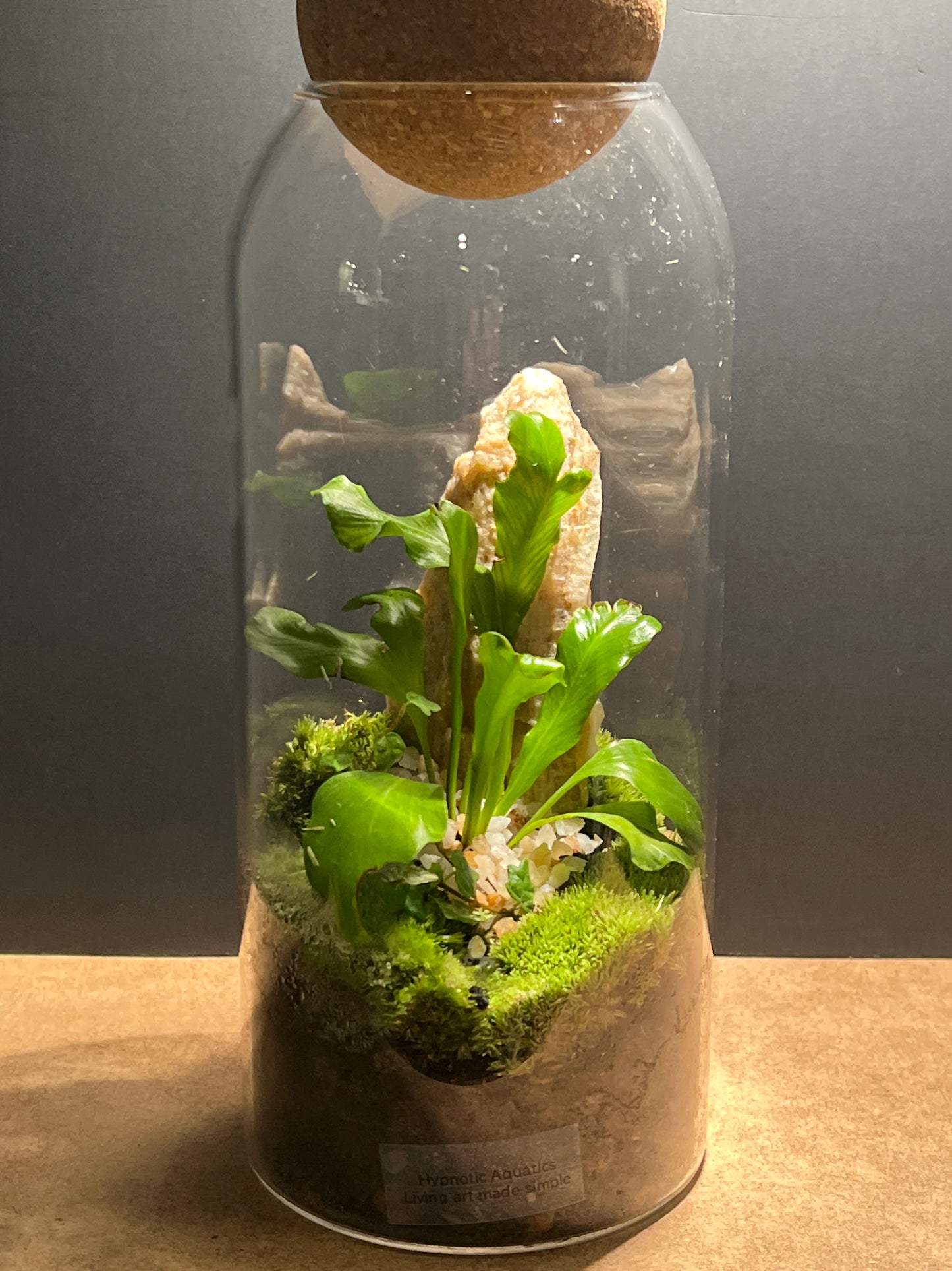 Terrarium 467