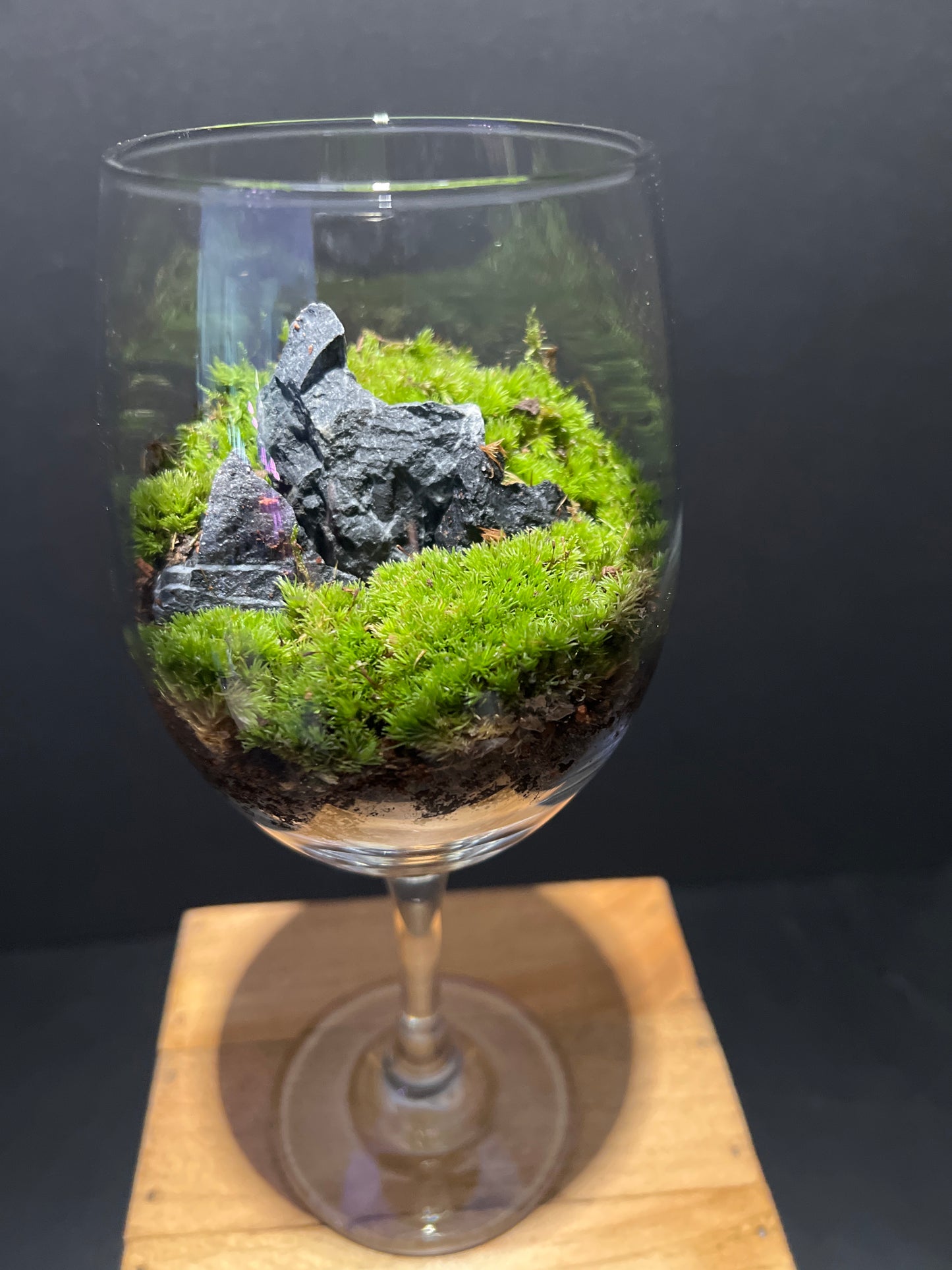 Terrarium #38