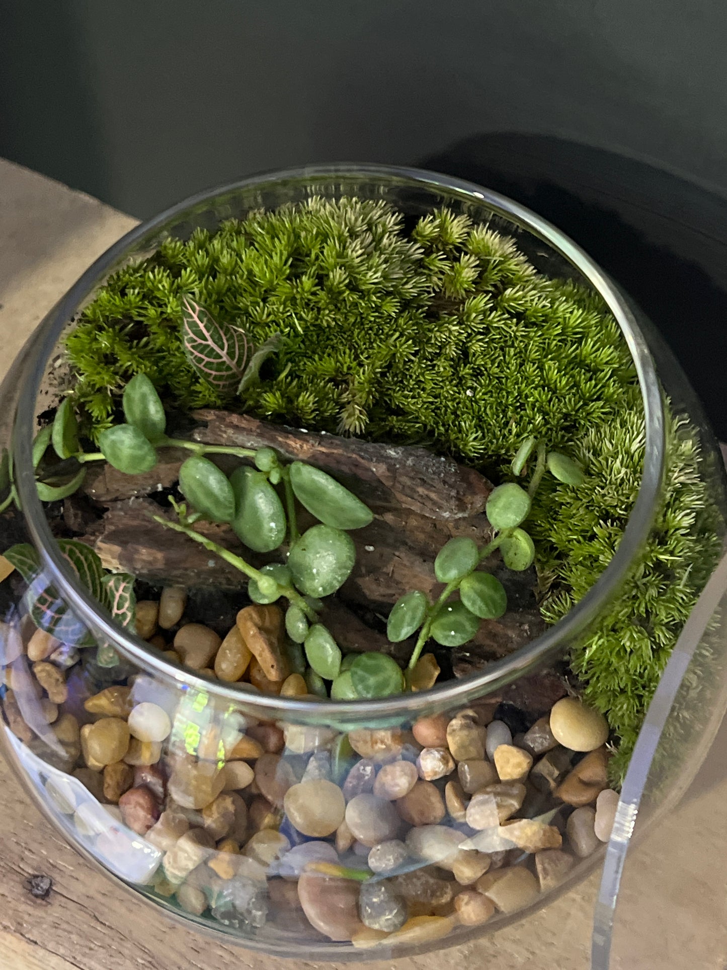 Terrarium 471