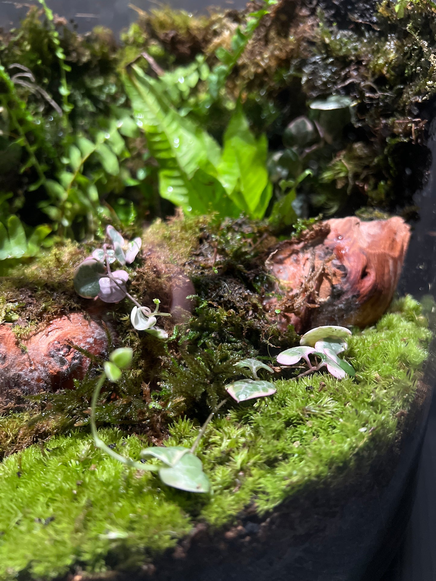 Terrarium #162