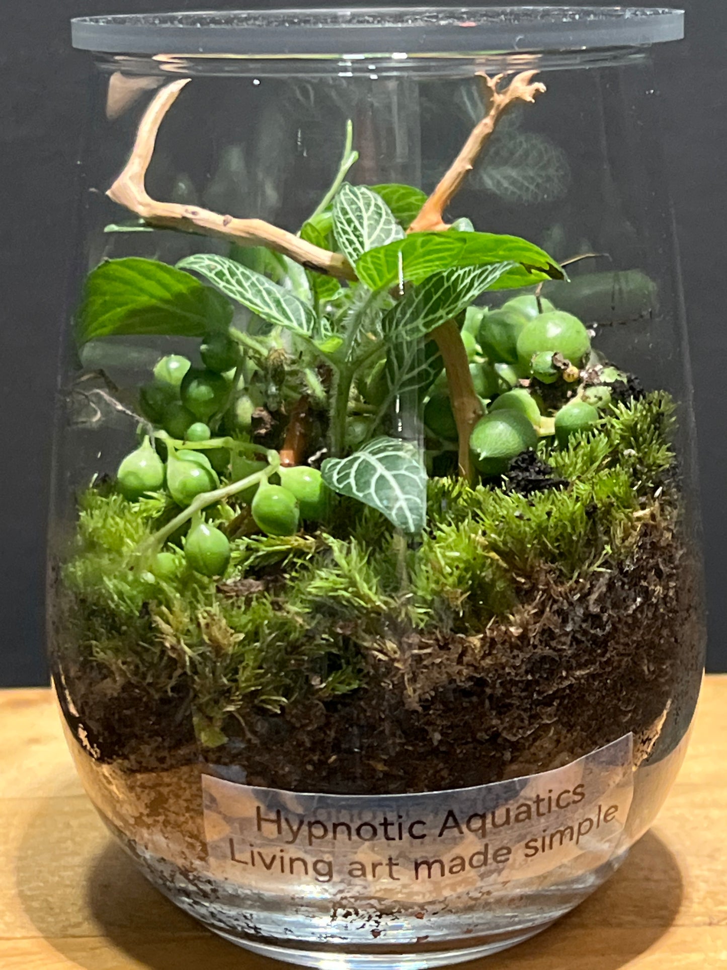 Terrarium #131
