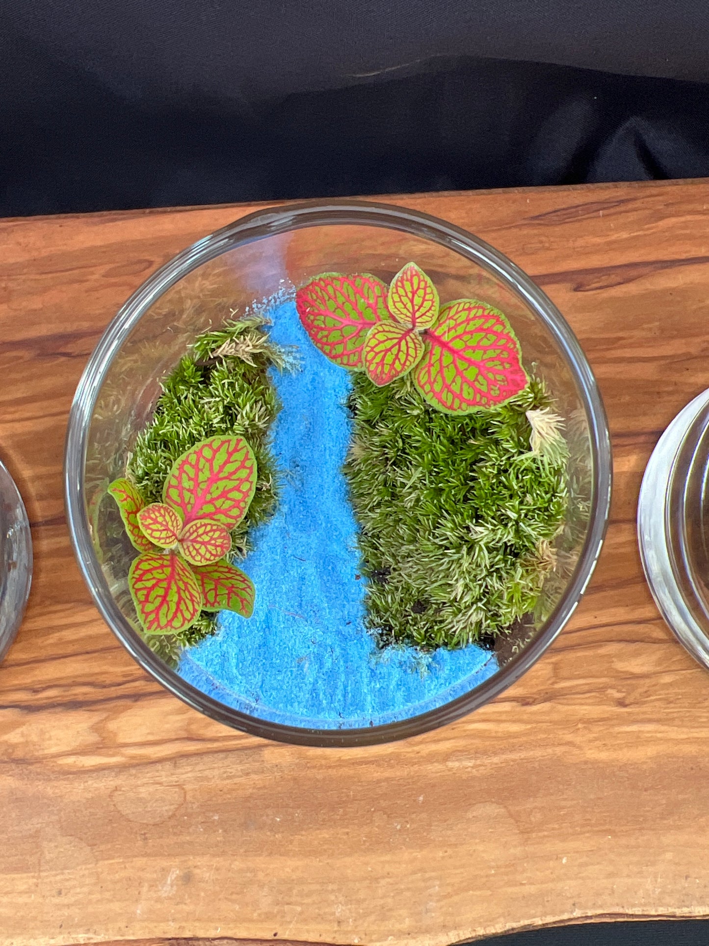 Terrarium 884