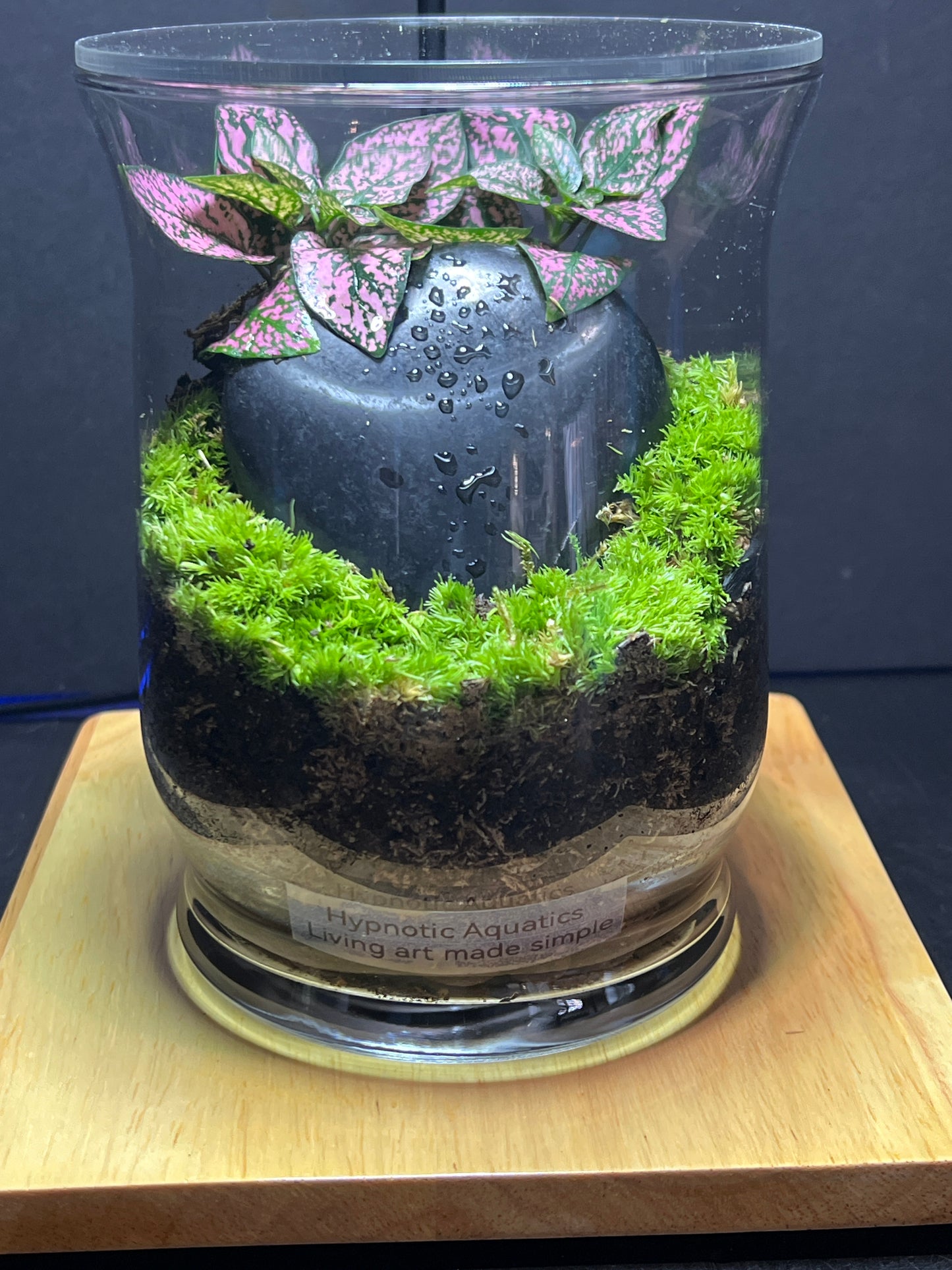 Terrarium 249