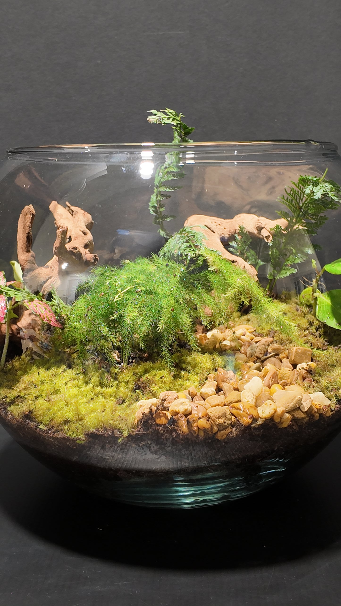 Terrarium #19