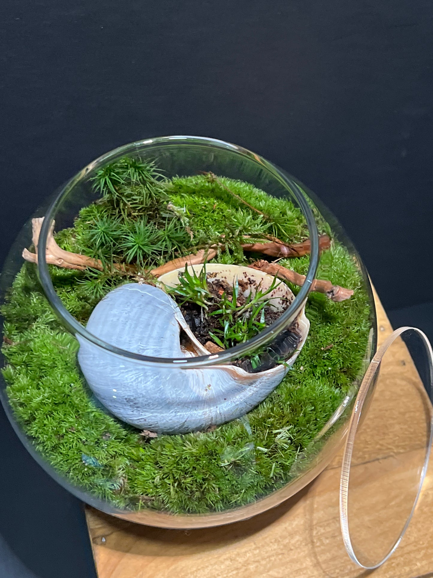 Terrarium #123