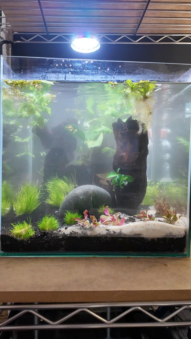 Nano Aquarium: The Lounge