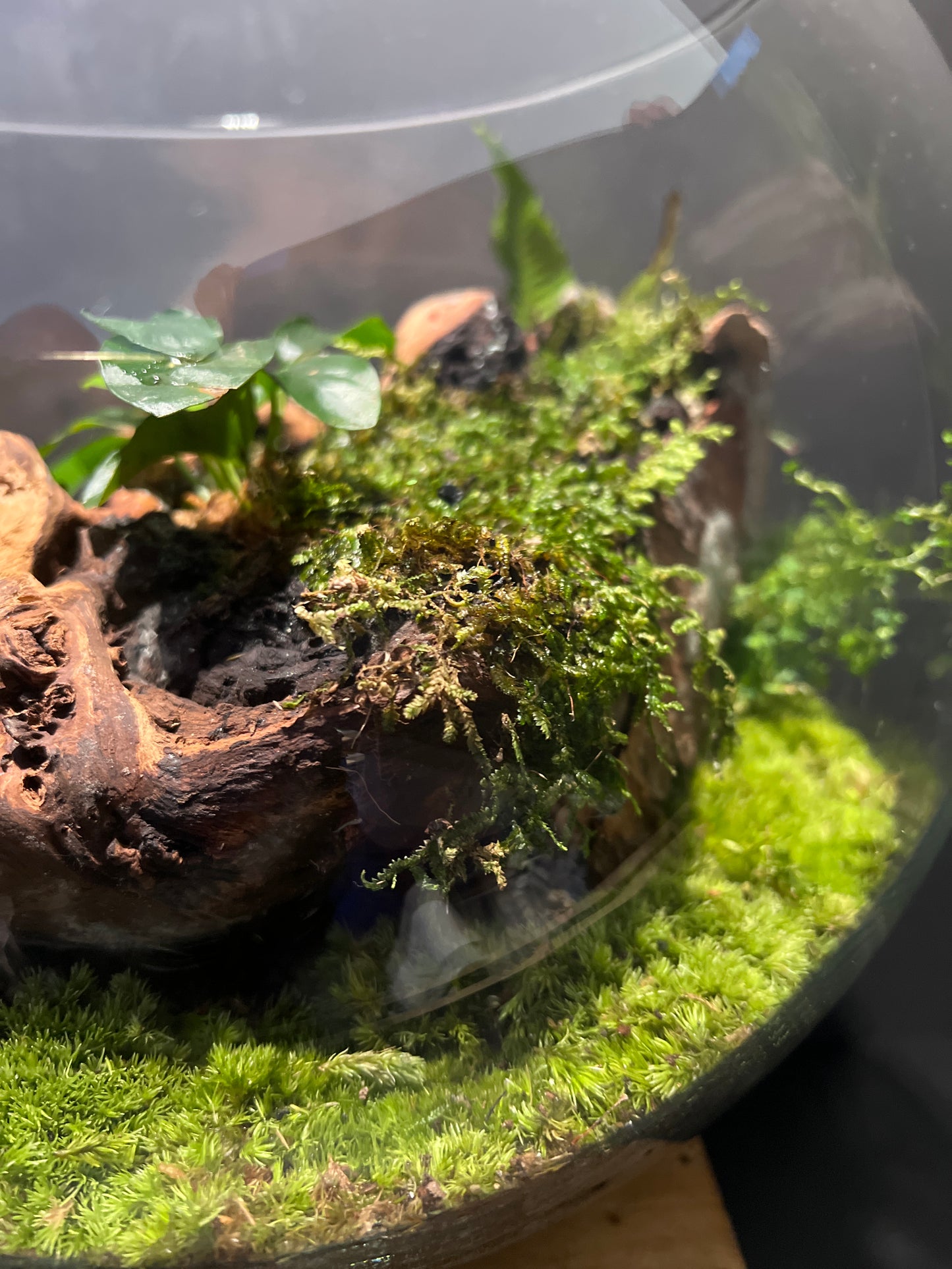 Terrarium #37