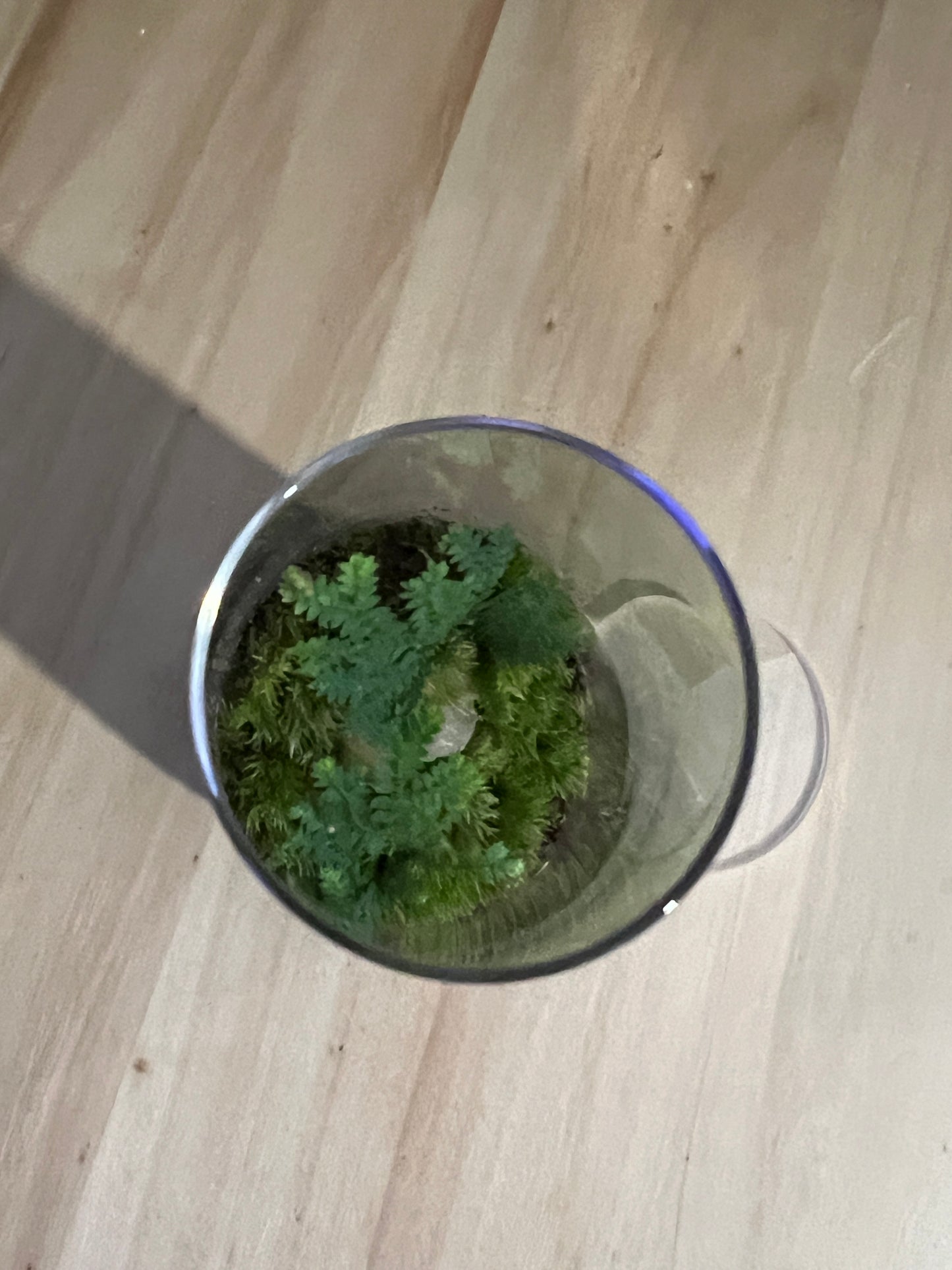 Terrarium 831