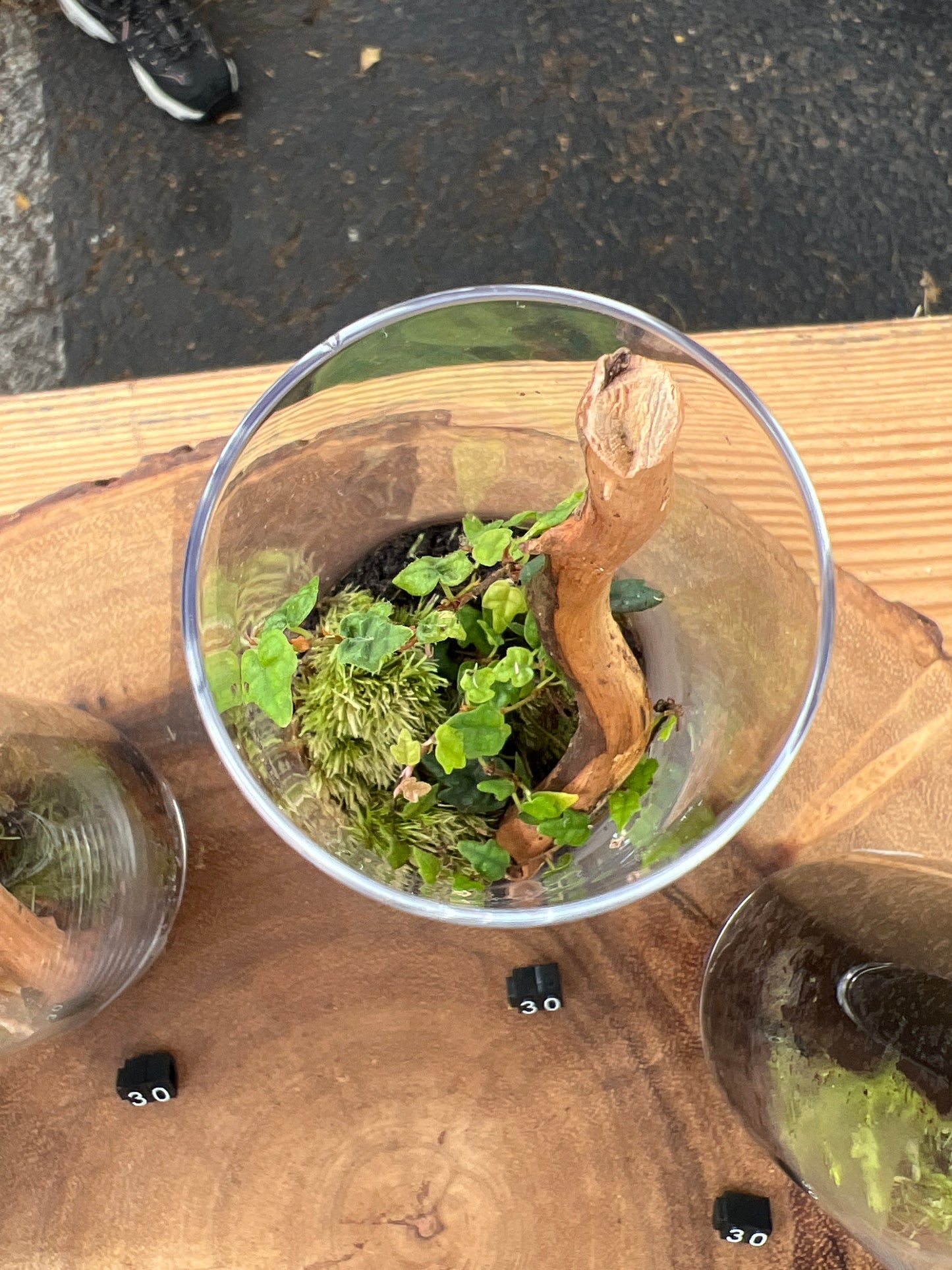 Terrarium 862