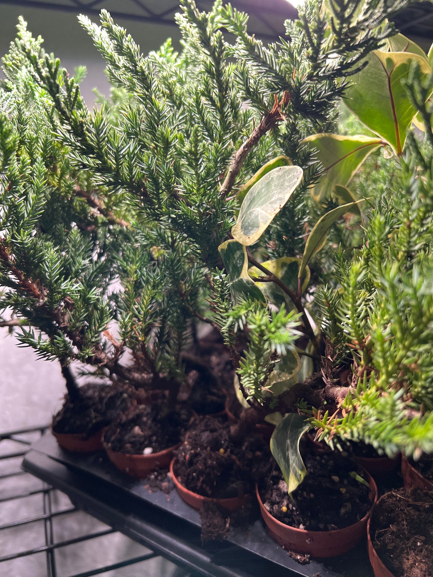 Young Bonsai Assortment