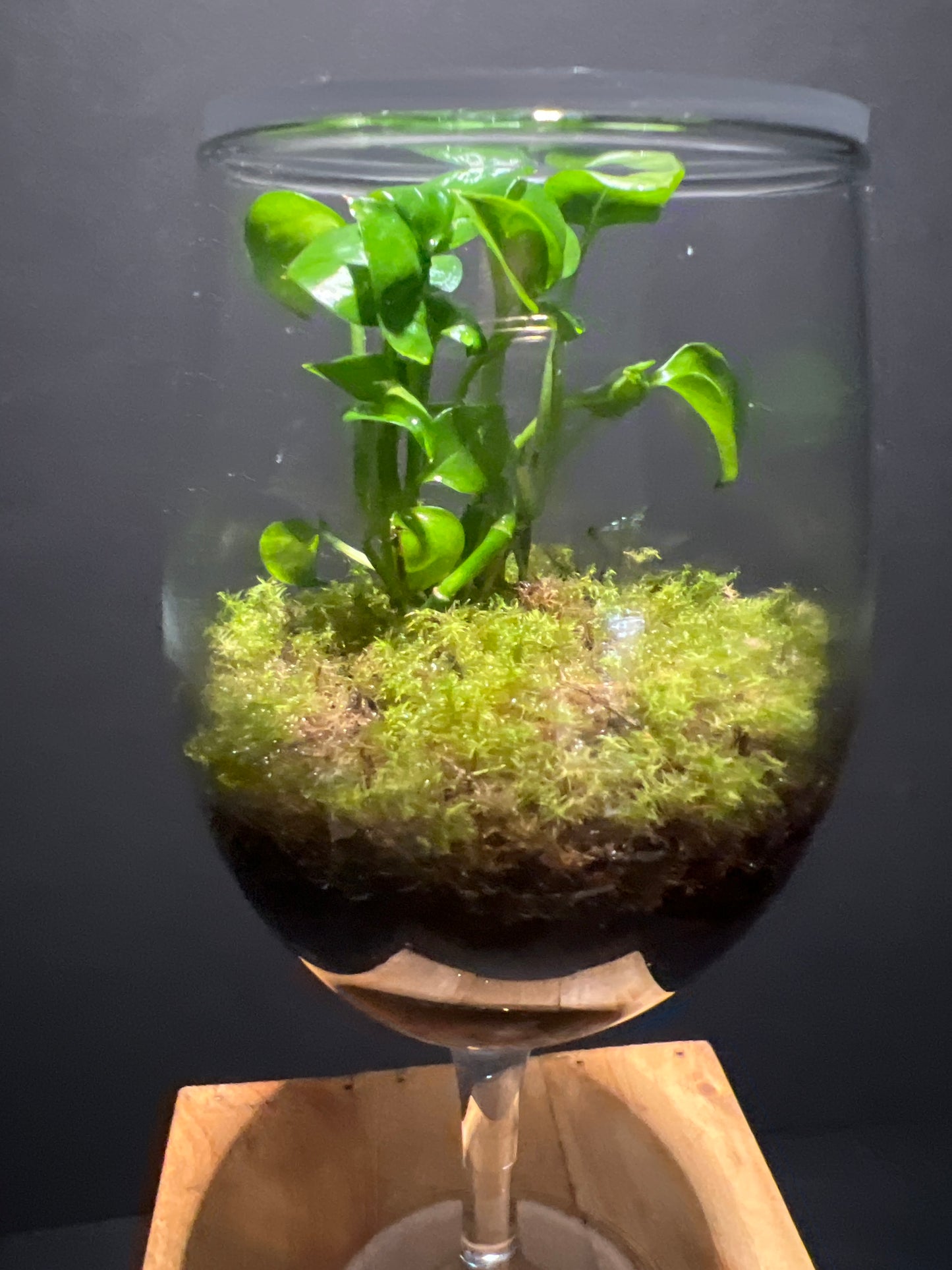 Terrarium #76