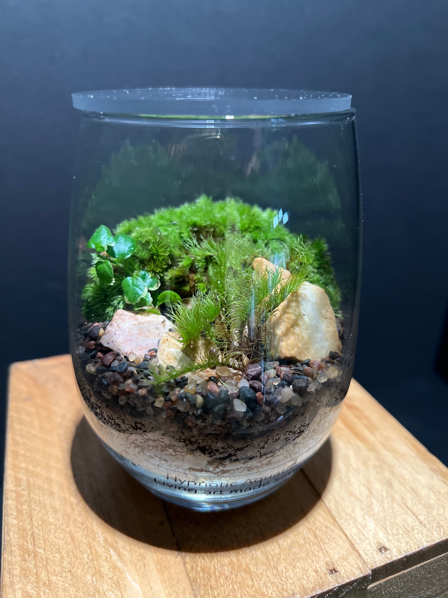 Terrarium #63