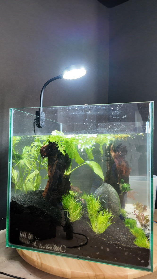 Nano Aquarium: The Lounge