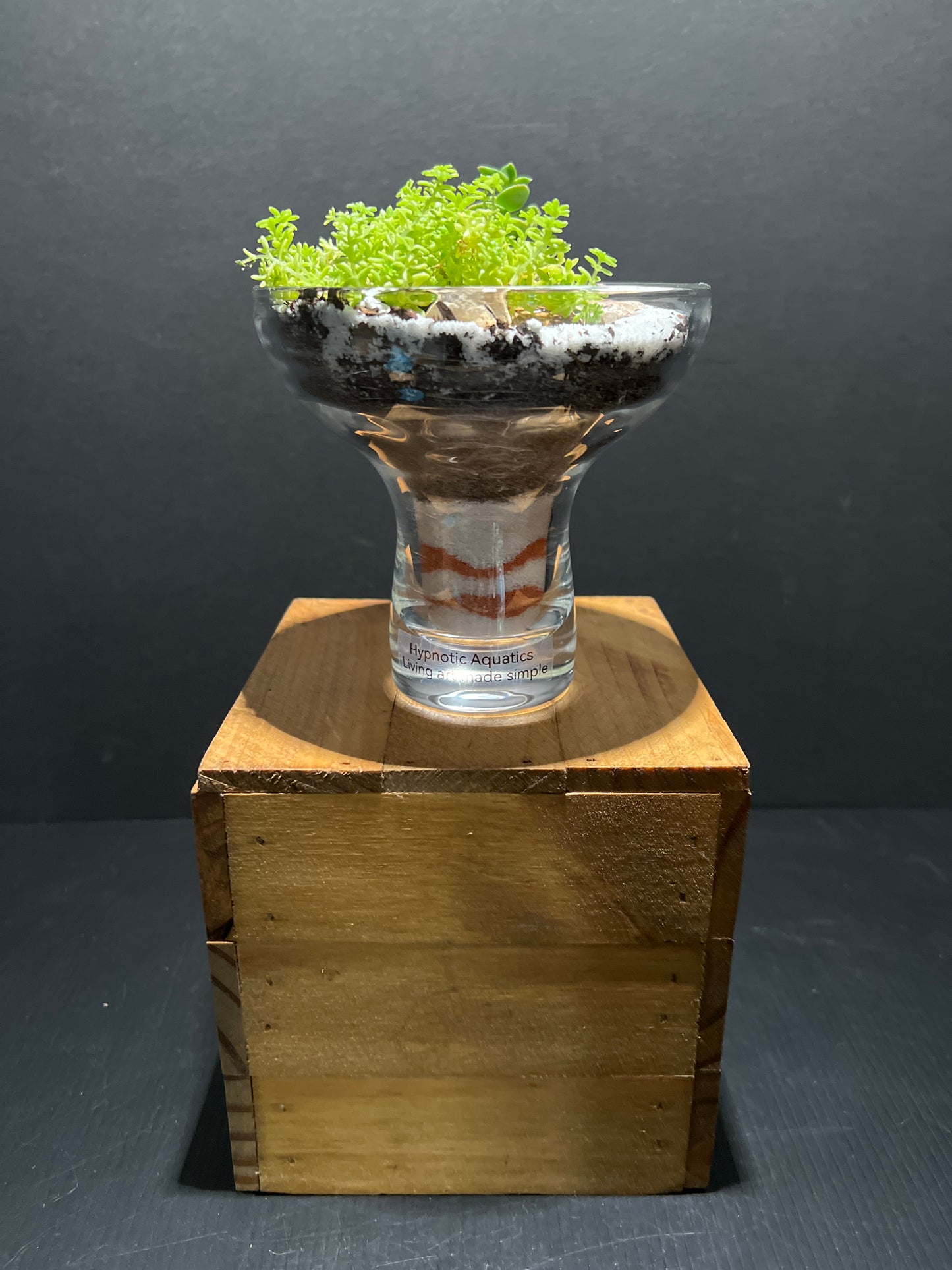 Terrarium #84