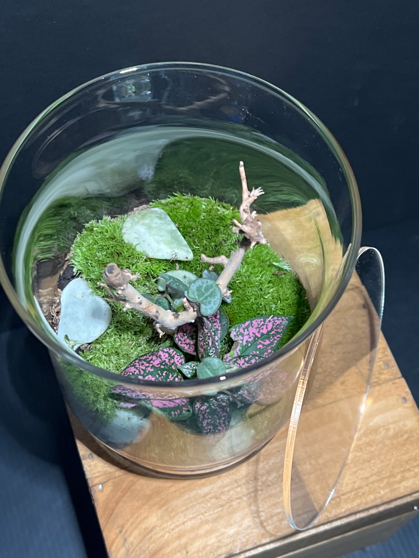 Terrarium #116