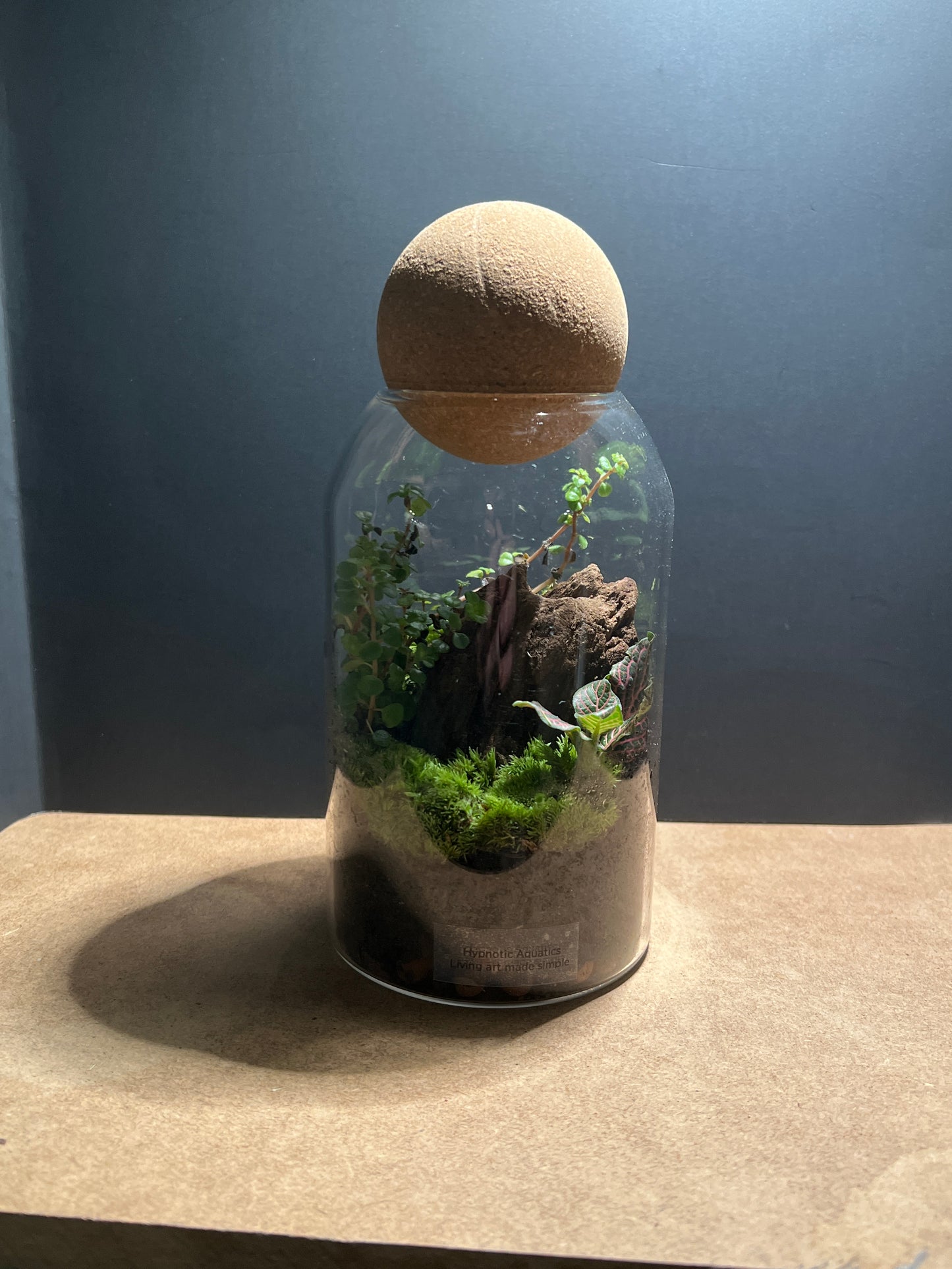 Terrarium 468