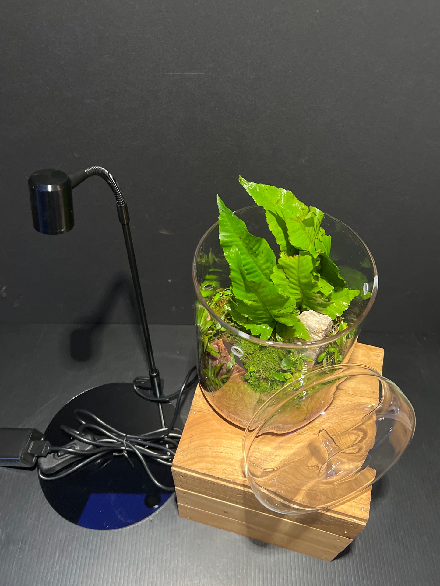 Terrarium #177