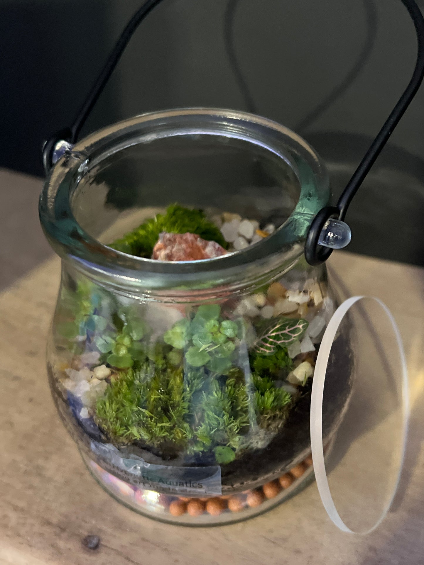 Terrarium 475
