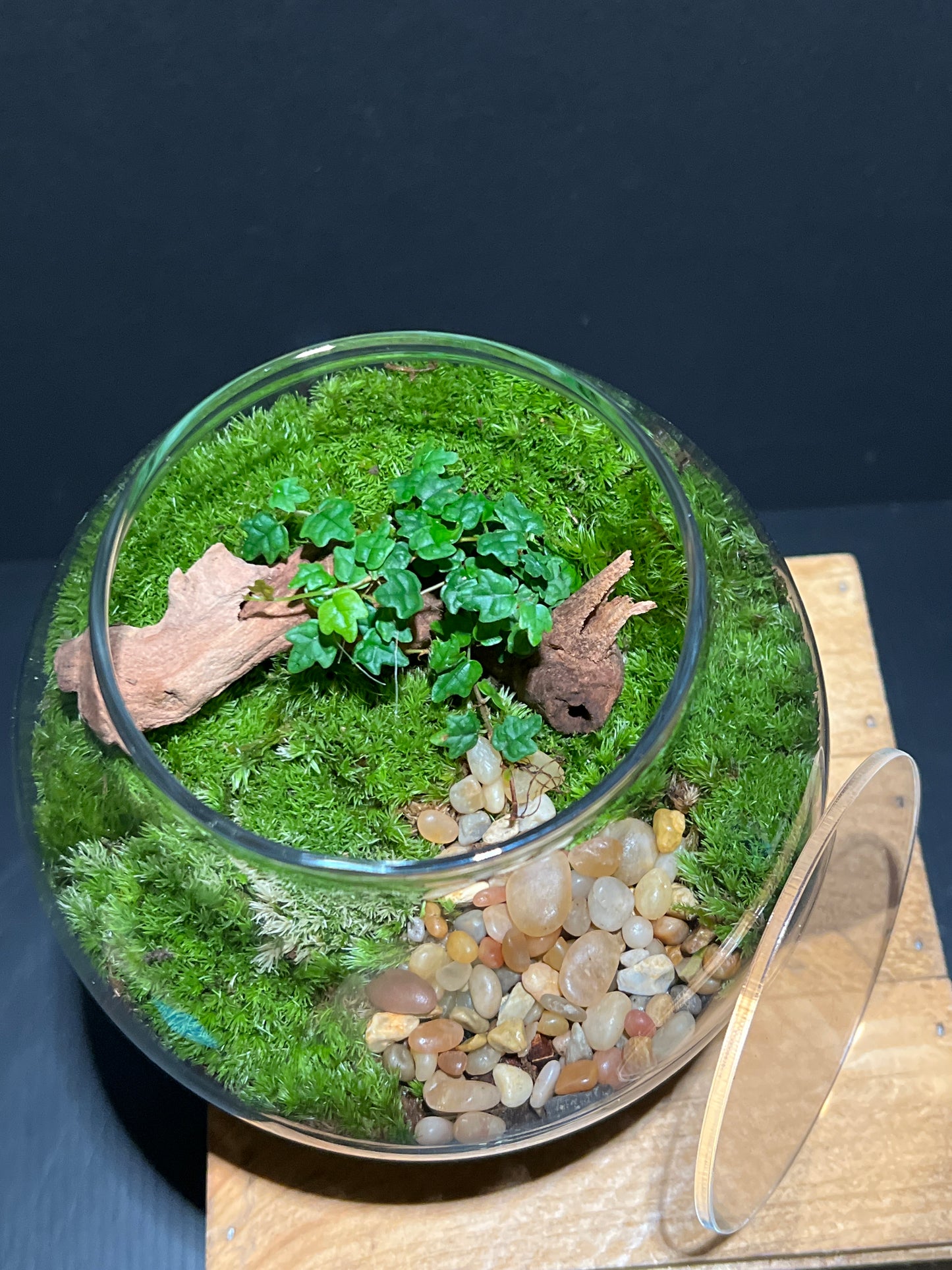 Terrarium #156