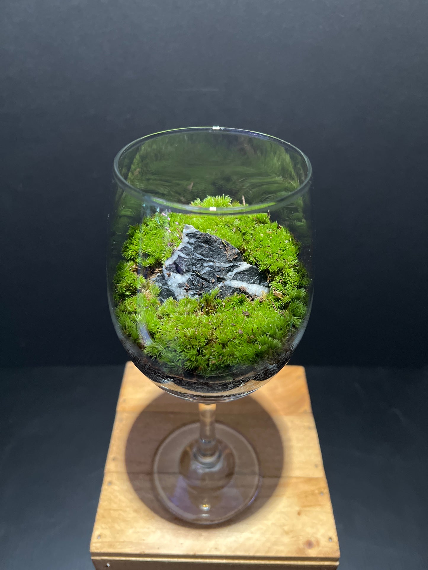 Terrarium #39
