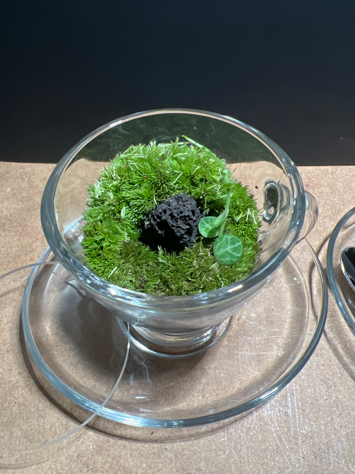 Terrarium 465 Seti
