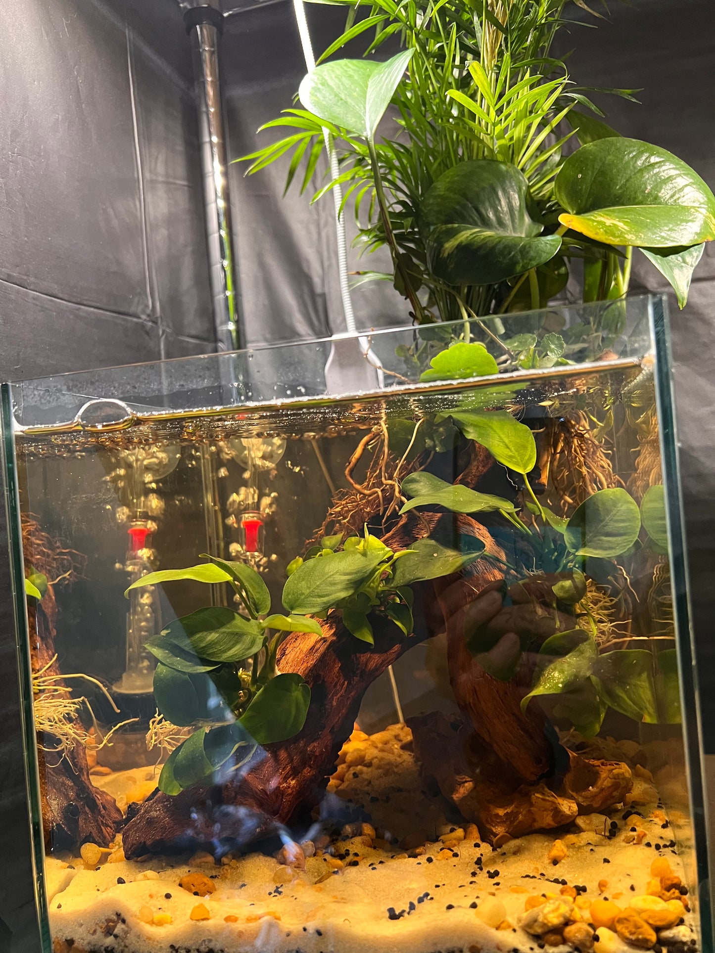 Nano Aquarium: Roots