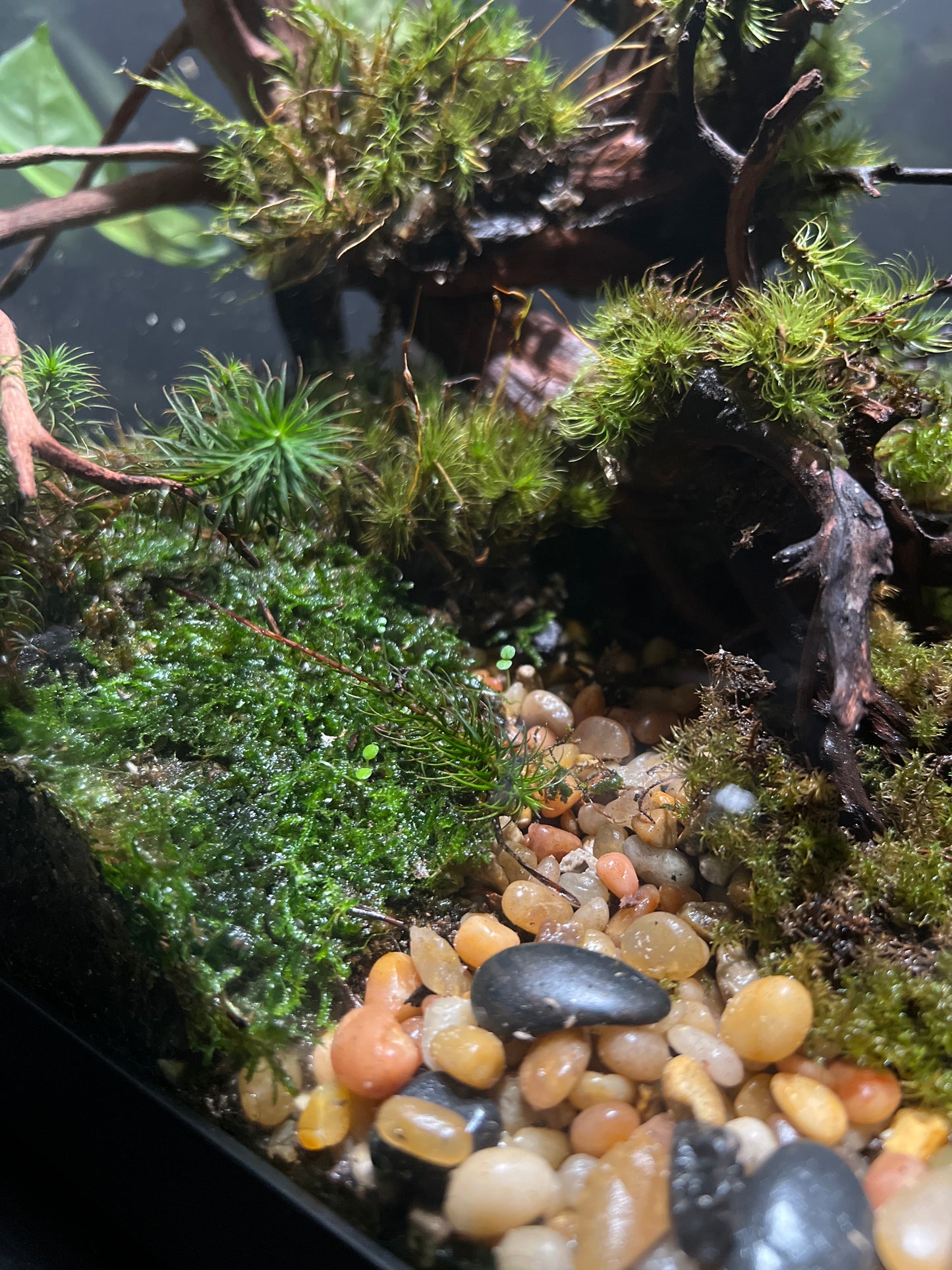 Terrarium #29