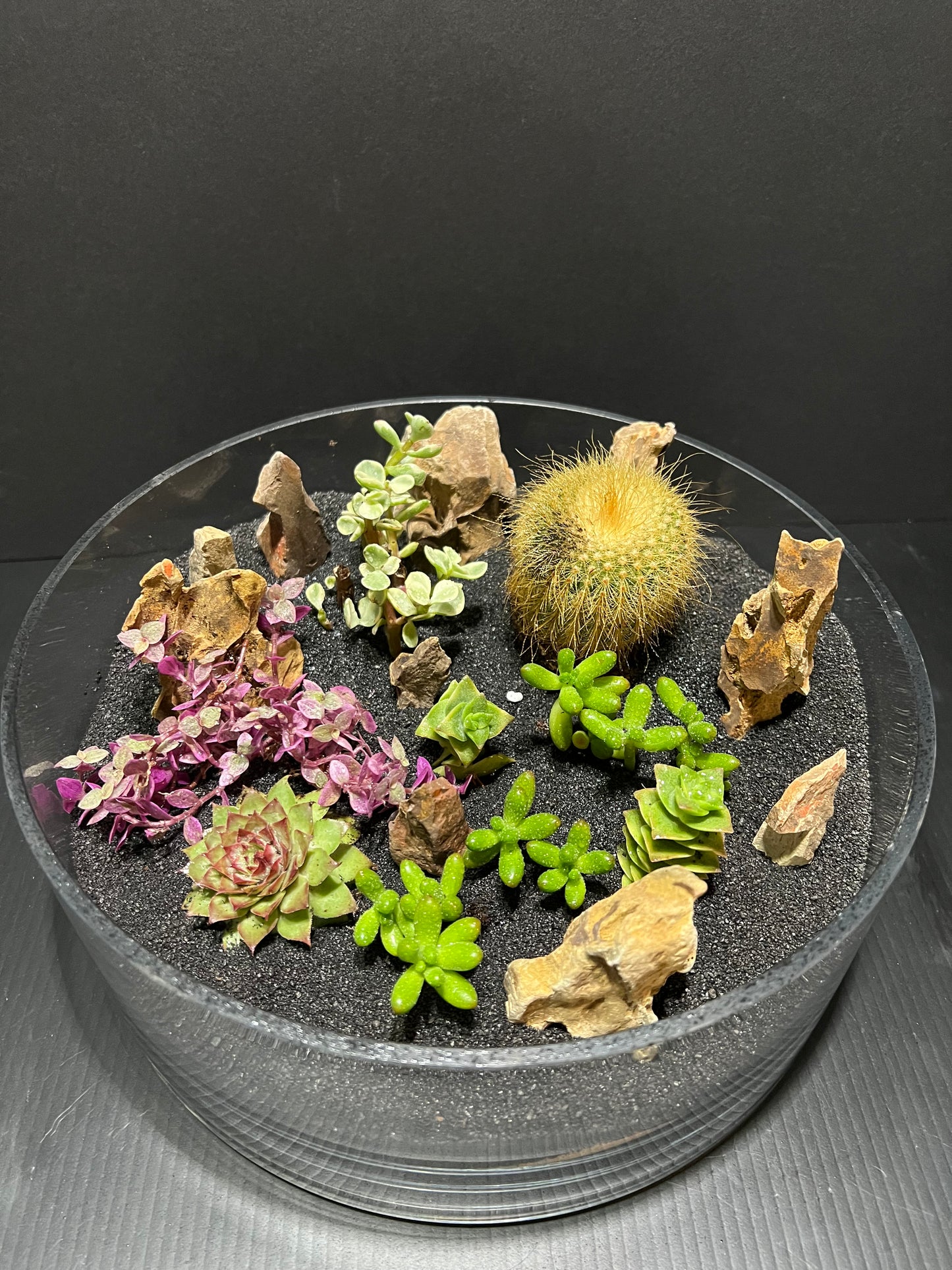 Terrarium #31