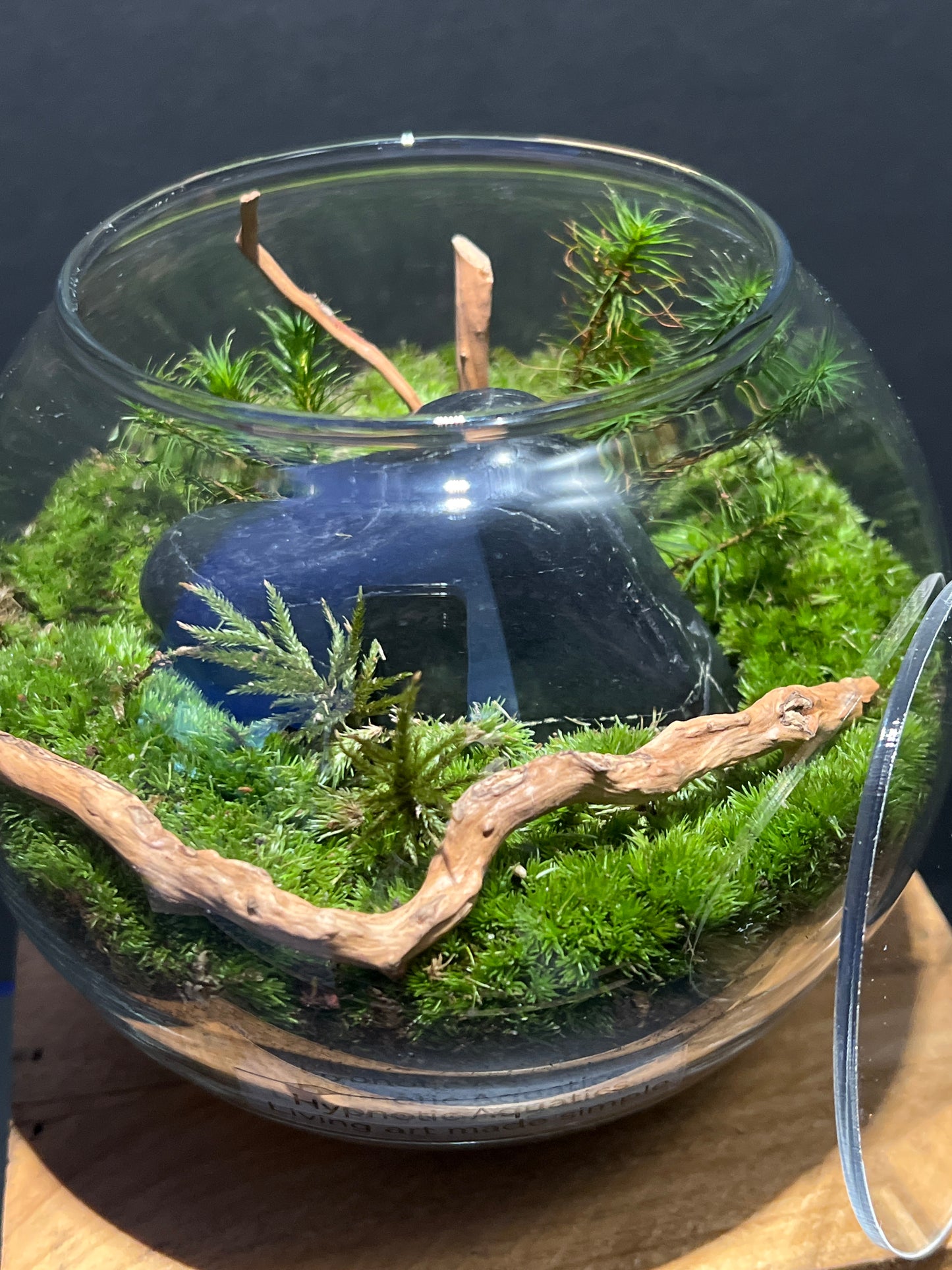 Terrarium #104