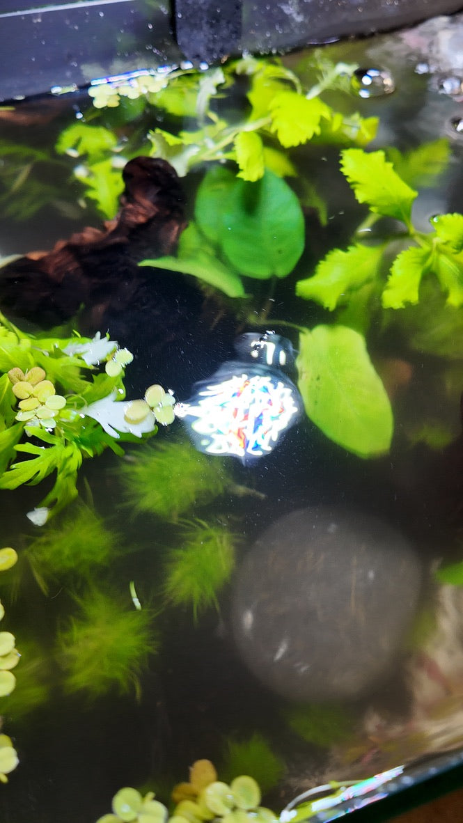 Nano Aquarium: The Lounge