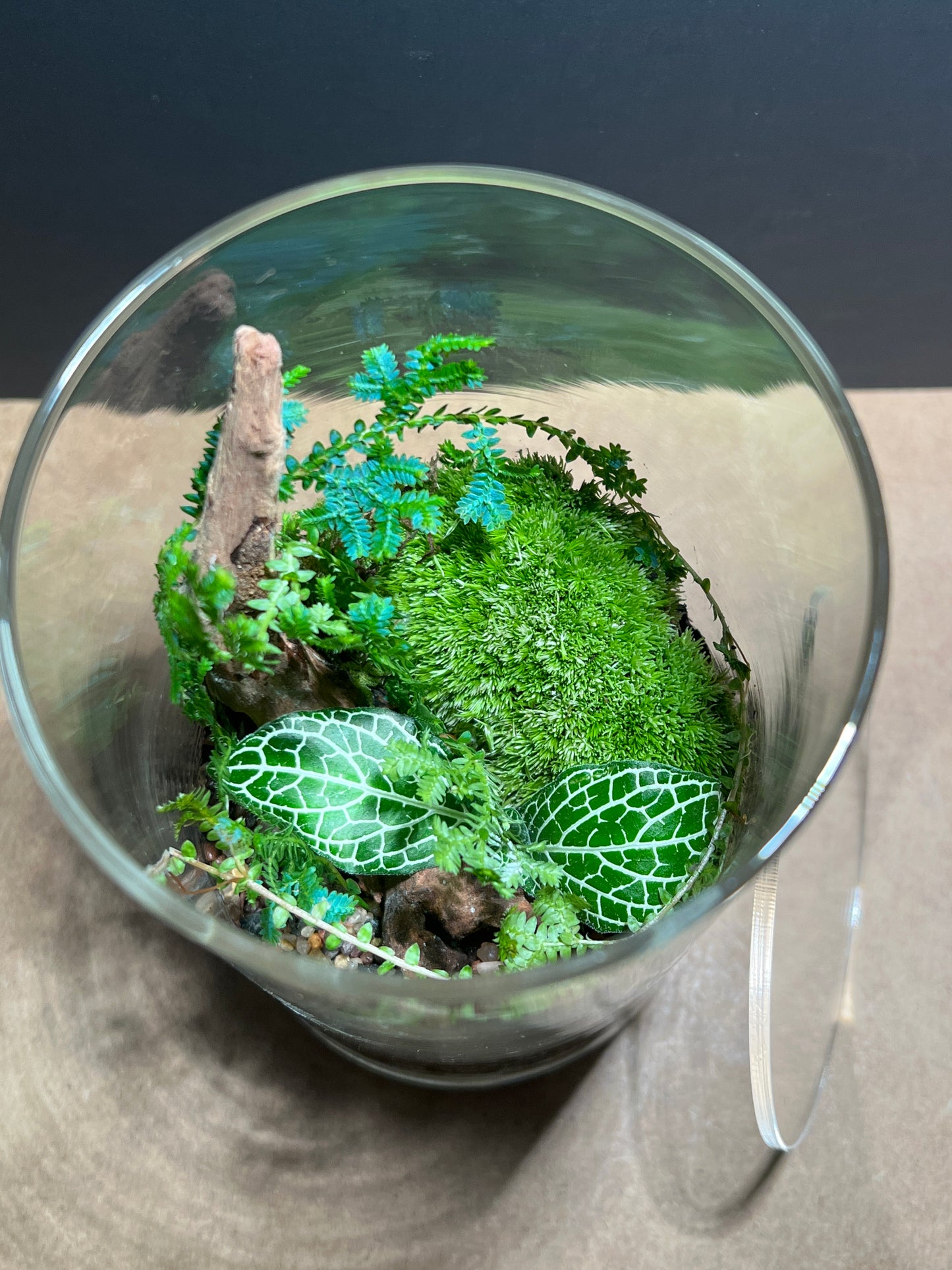 Terrarium 469