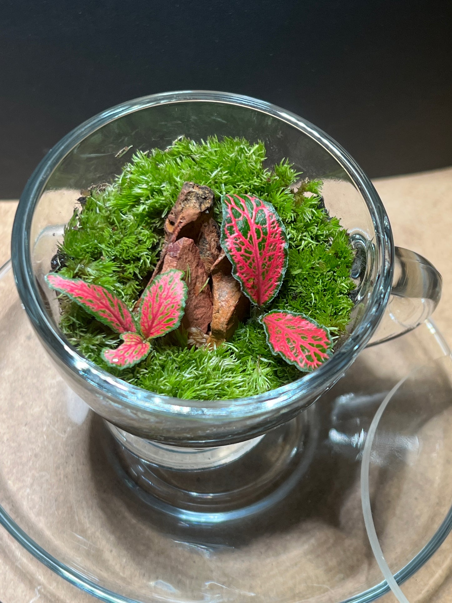 Terrarium 444 (seti)