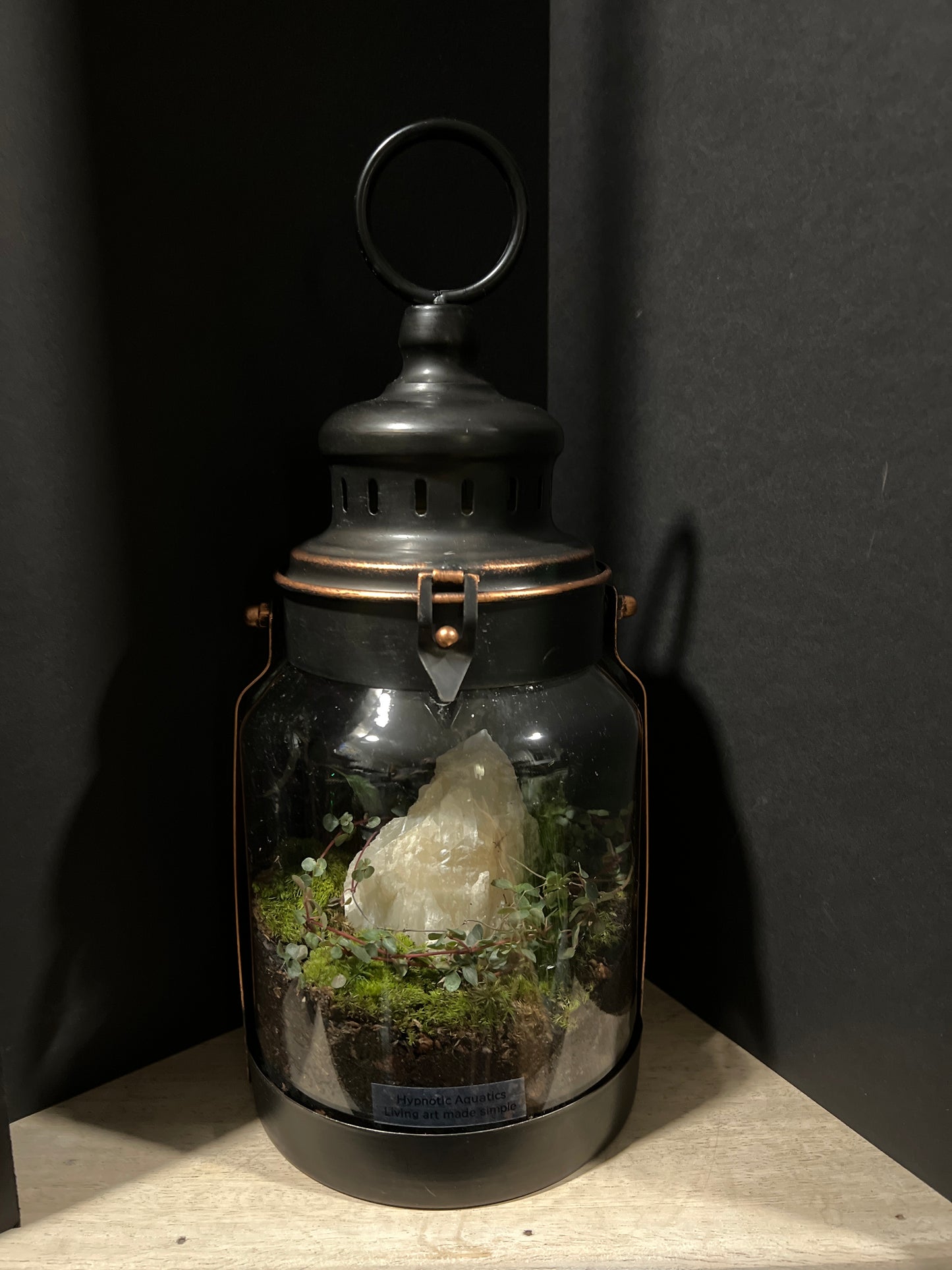 Terrarium 387