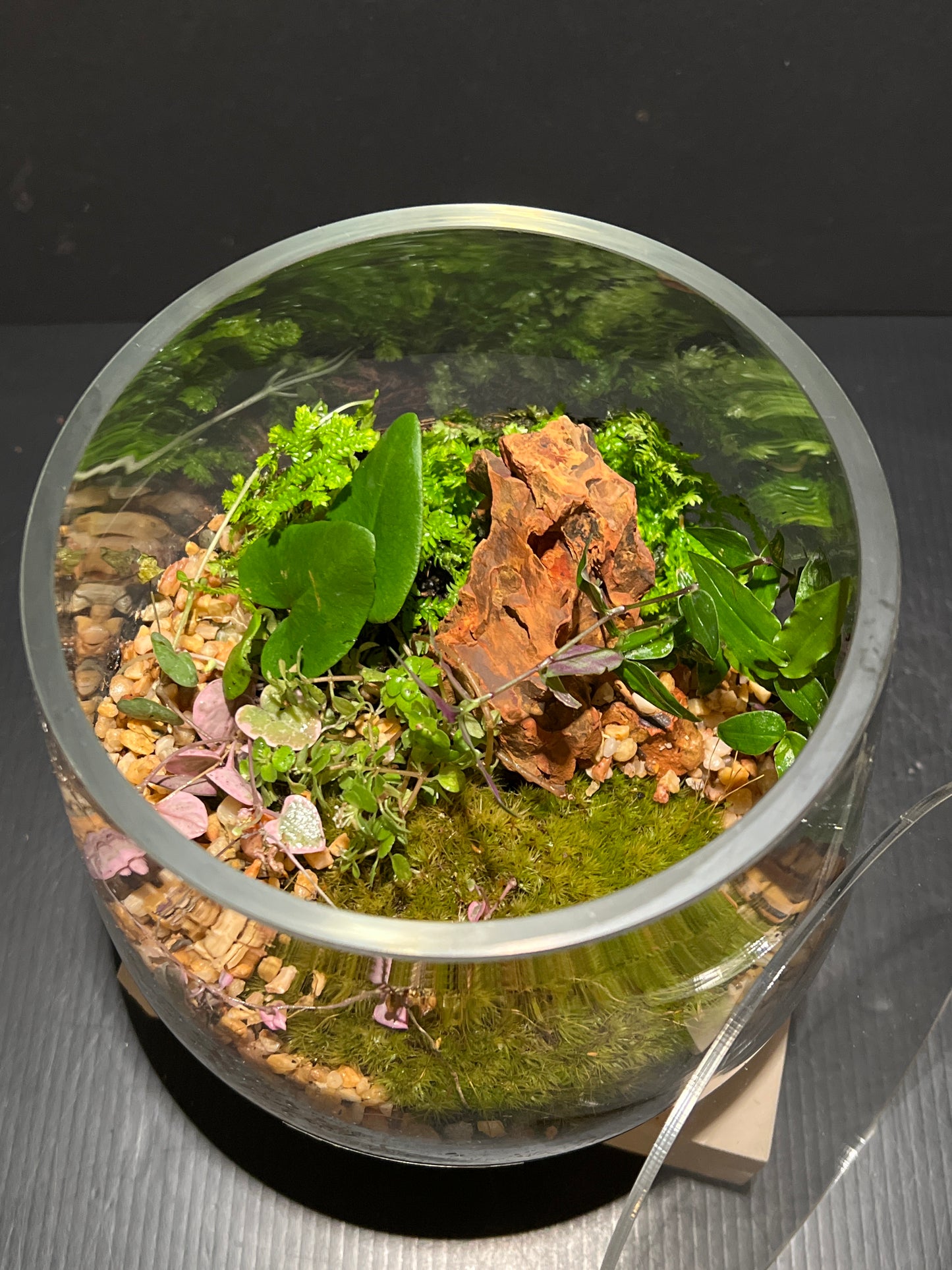 Terrarium 265